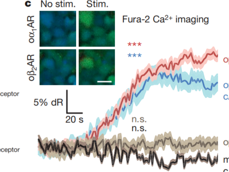 文献解读丨Nature丨optoXRs光控细胞信号工具，精准驱动哺乳动物行为