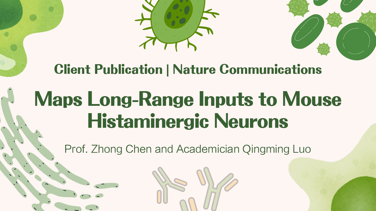 Client Publication | Nature Communications | Collaborative Study by Prof. Zhong Chen (Zhejiang Chinese Medical University) and Academician Qingming Luo (Hainan University) Maps Long-Range Inputs to Mouse Histaminergic Neurons