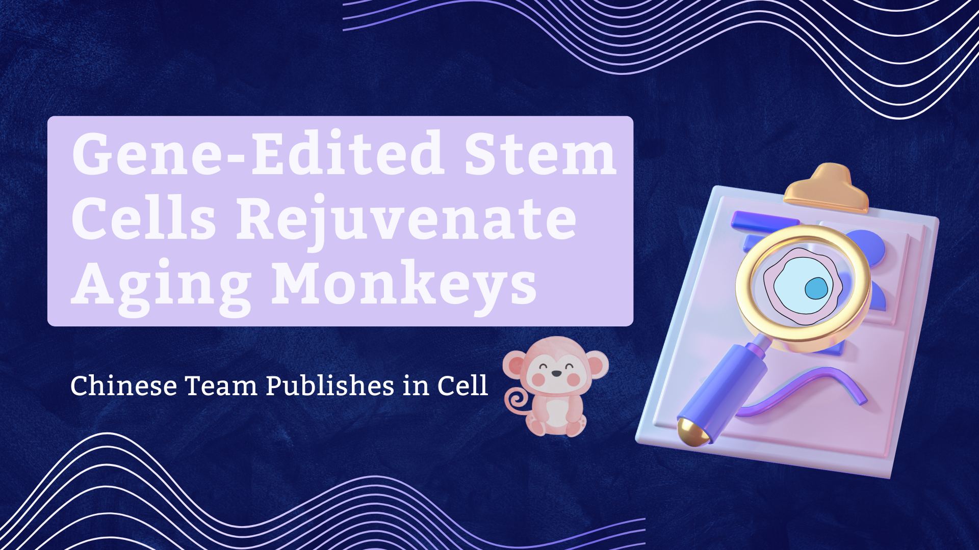 Breakthrough! Chinese Team Publishes in Cell: Gene-Edited Stem Cells Rejuvenate Aging Monkeys