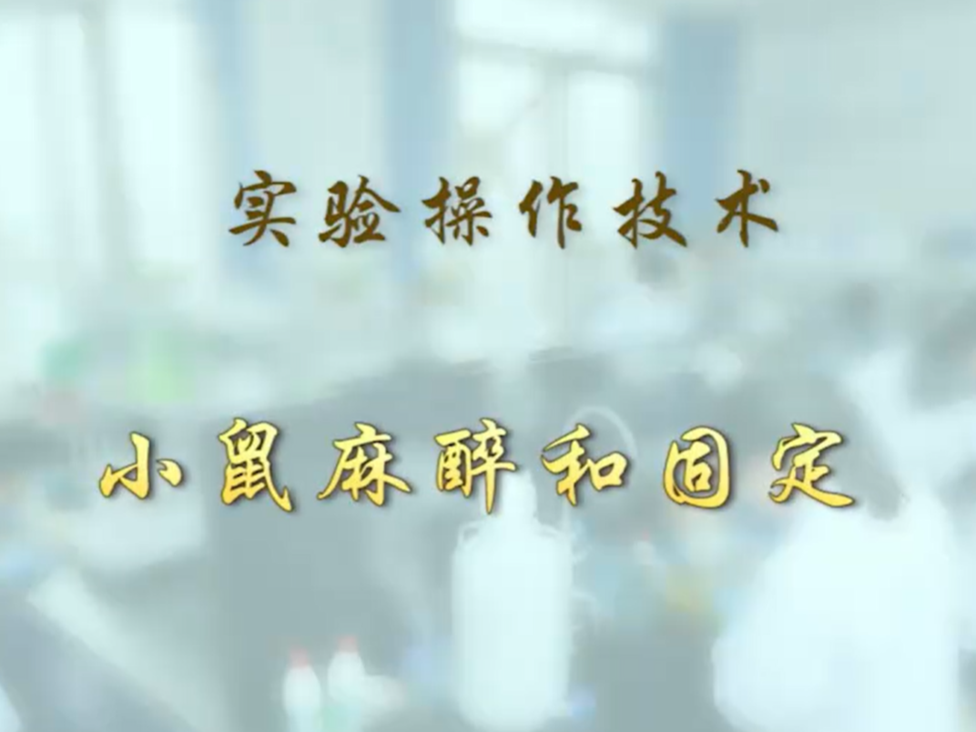 【布林凯斯实验操作技术教学】01 小鼠麻醉和固定