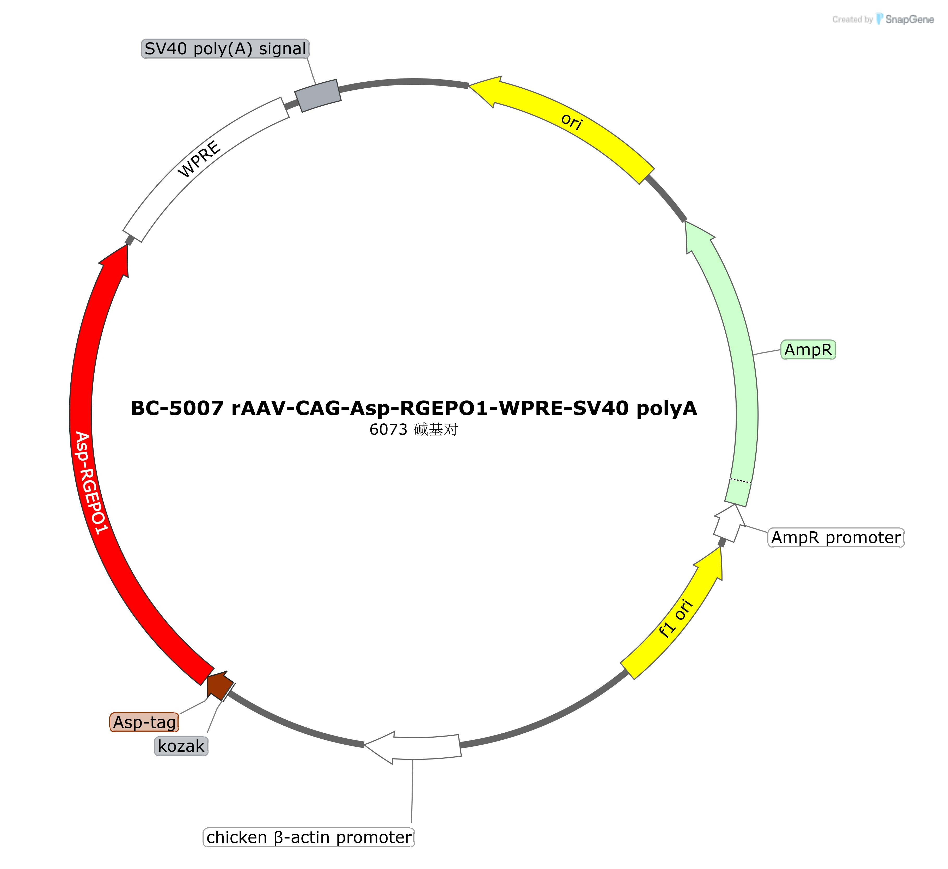 BC-5007  rAAV-CAG-Asp-RGEPO1