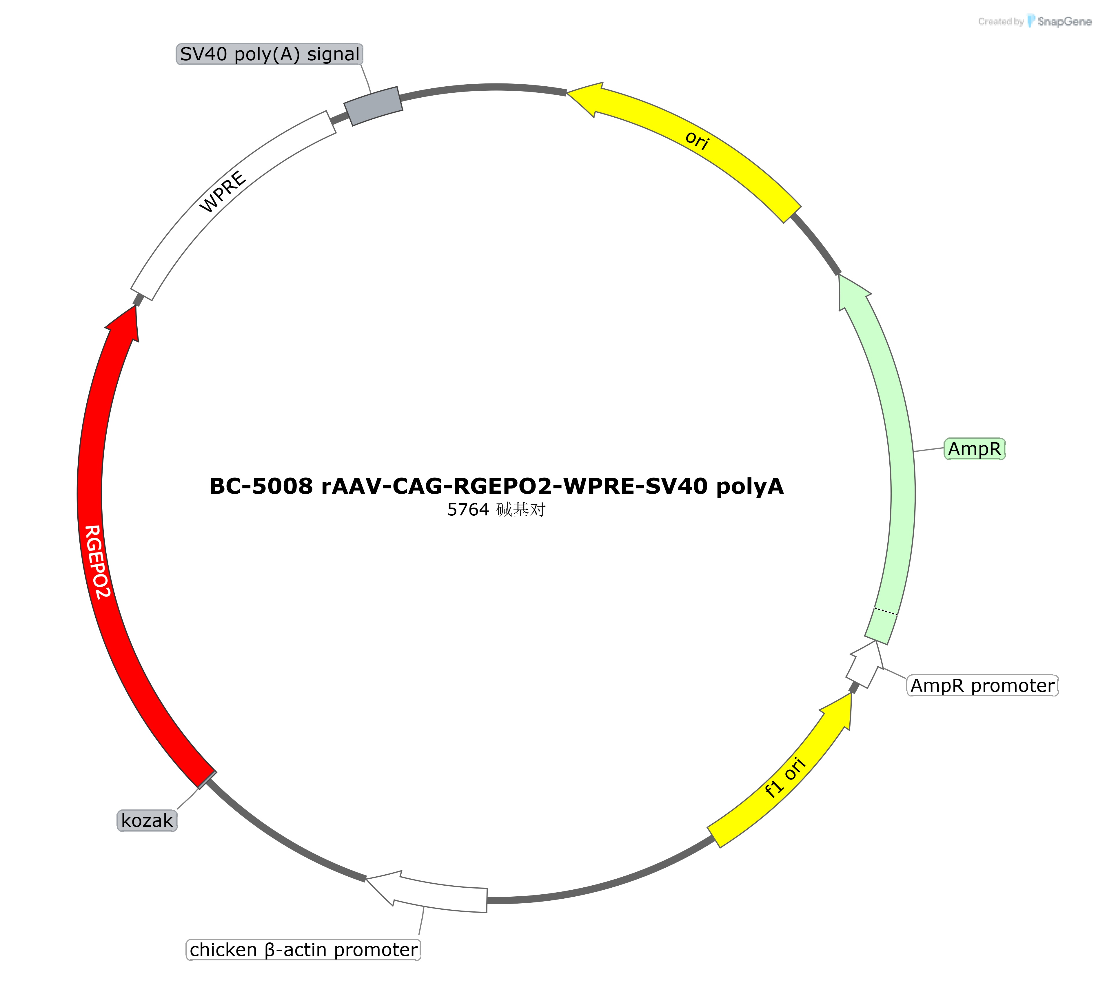 BC-5008  rAAV-CAG-RGEPO2
