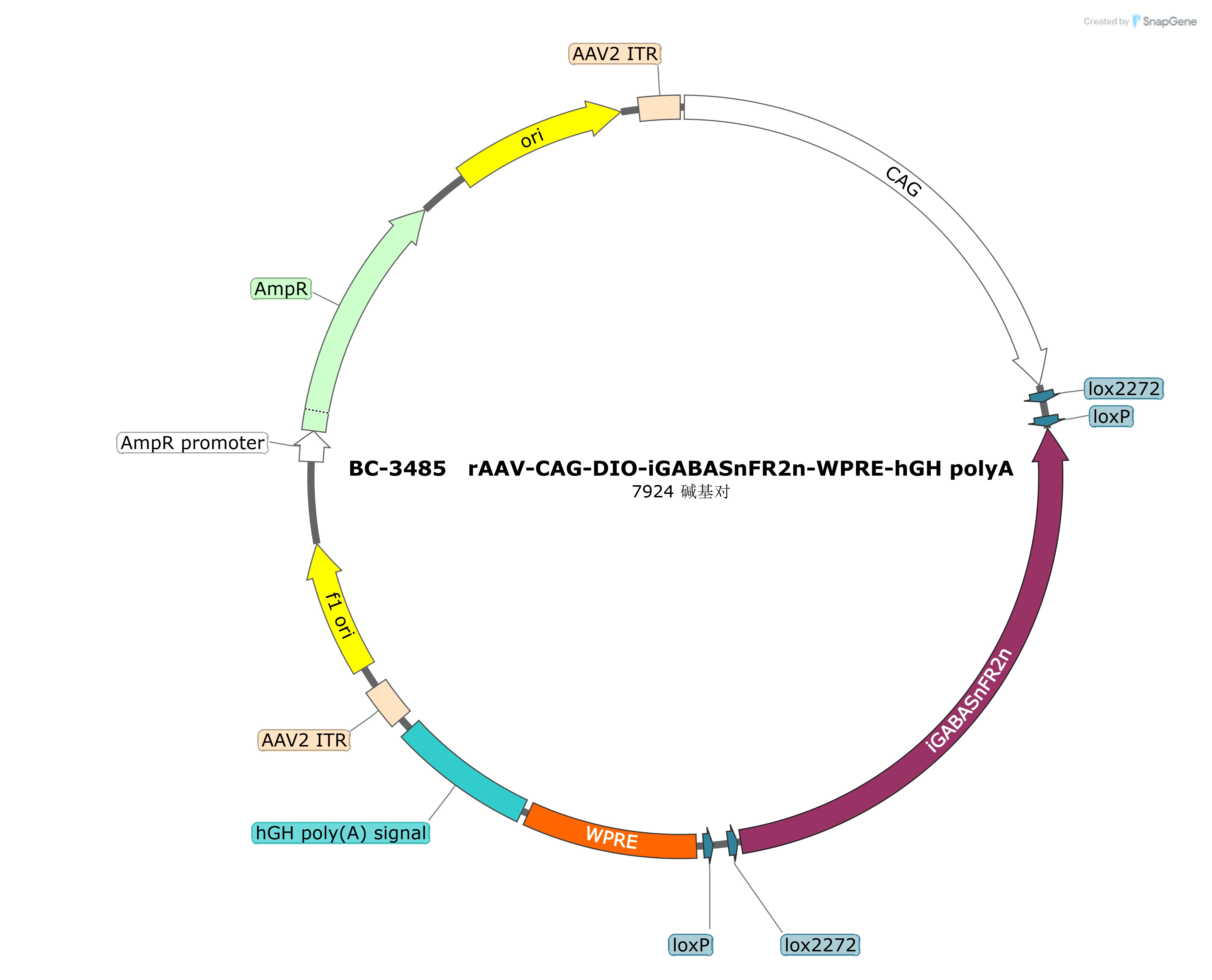 BC-3485  rAAV-CAG-DIO-iGABASnFR2n