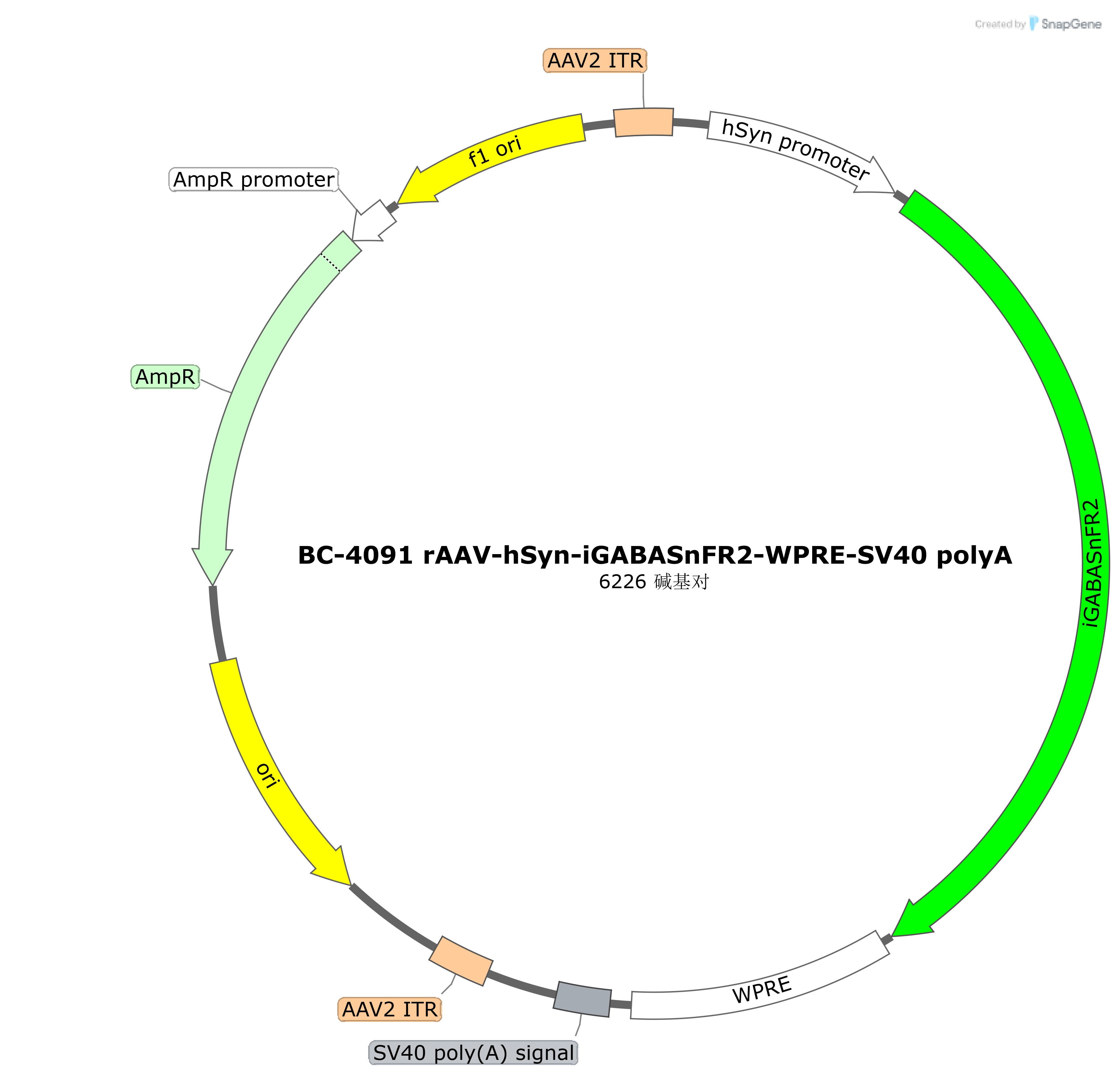 BC-4091  rAAV-hSyn-iGABASnFR2