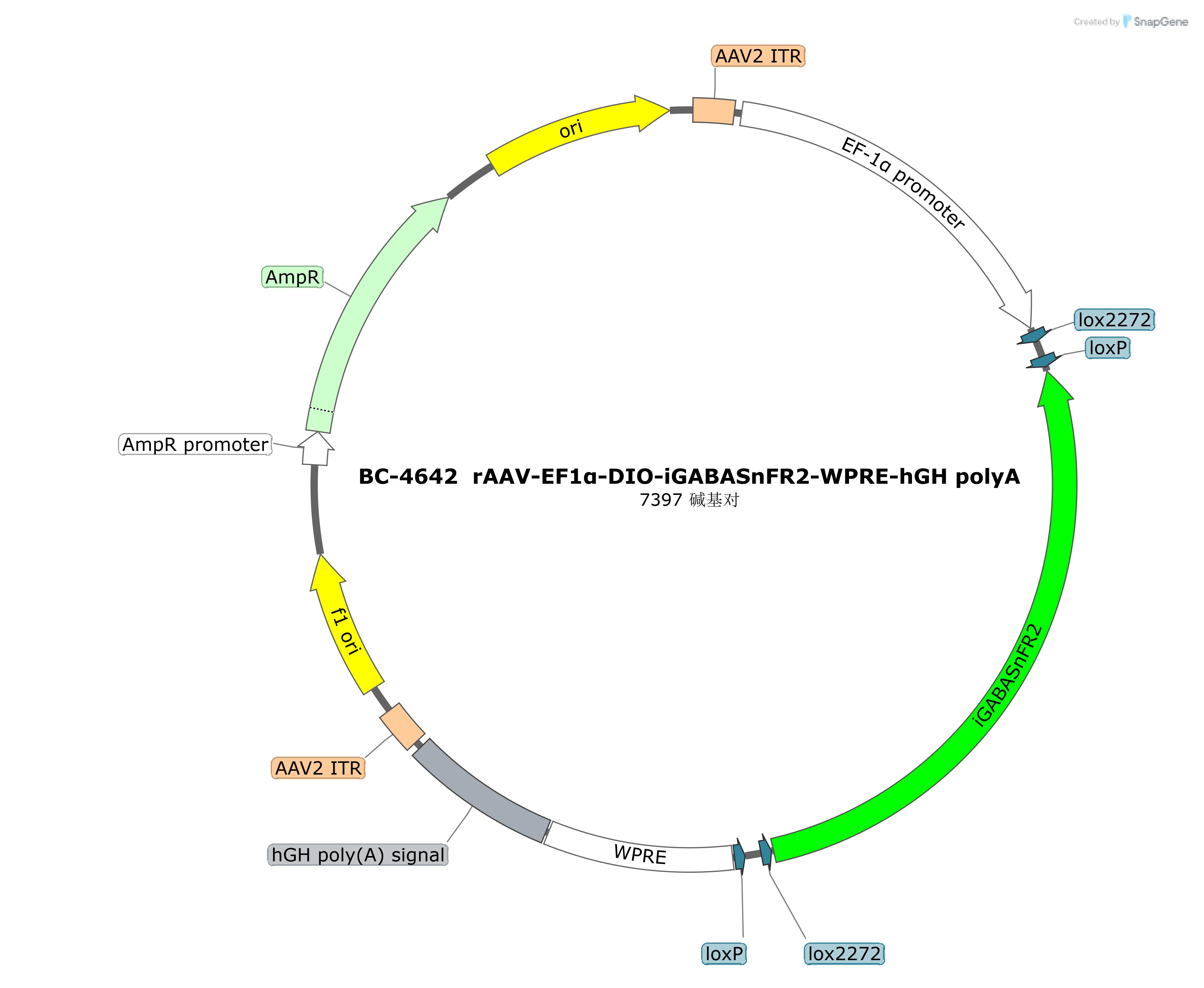 BC-4642  rAAV-EF1α-DIO-iGABASnFR2
