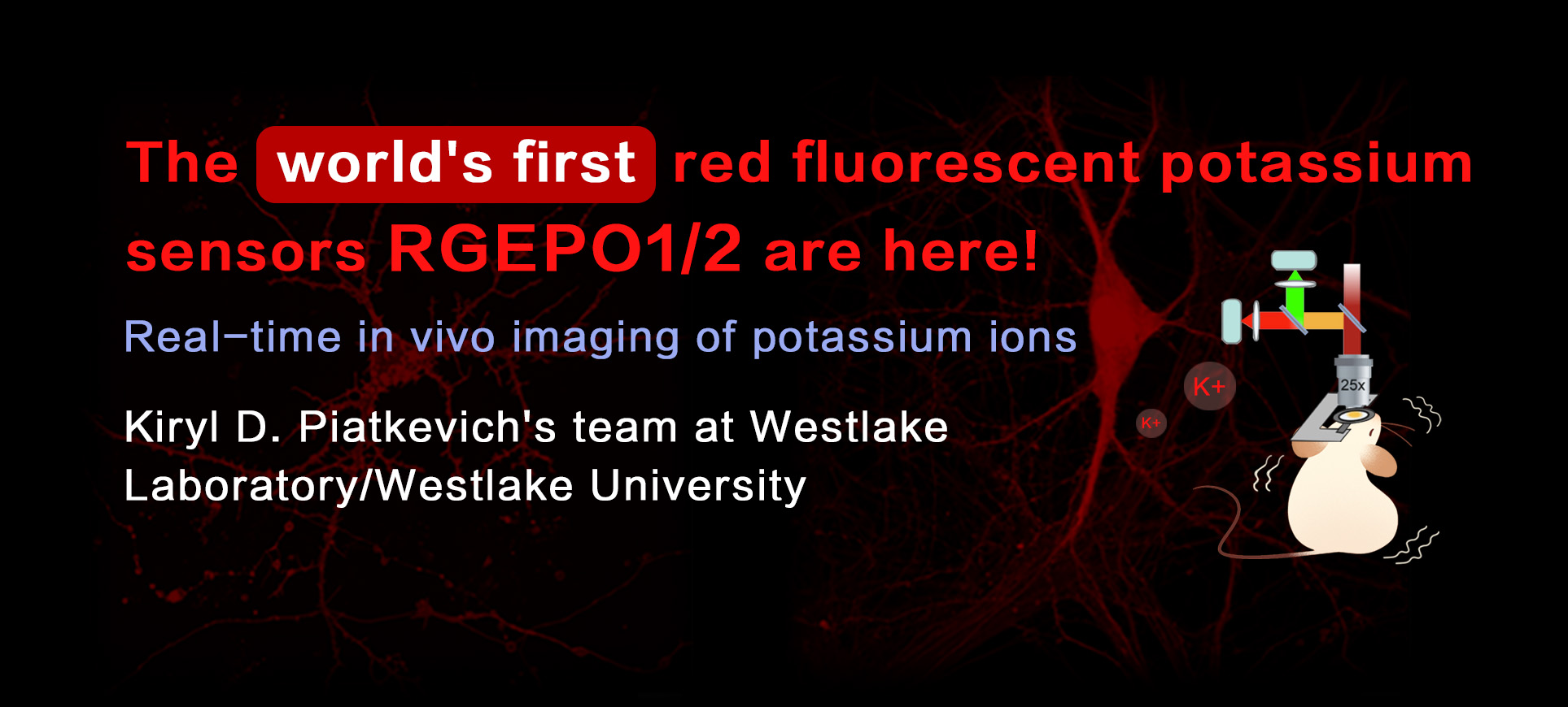 The world’s first red fluorescent potassium sensors, RGEPO1/2, are here! | A new tool for decipheri
