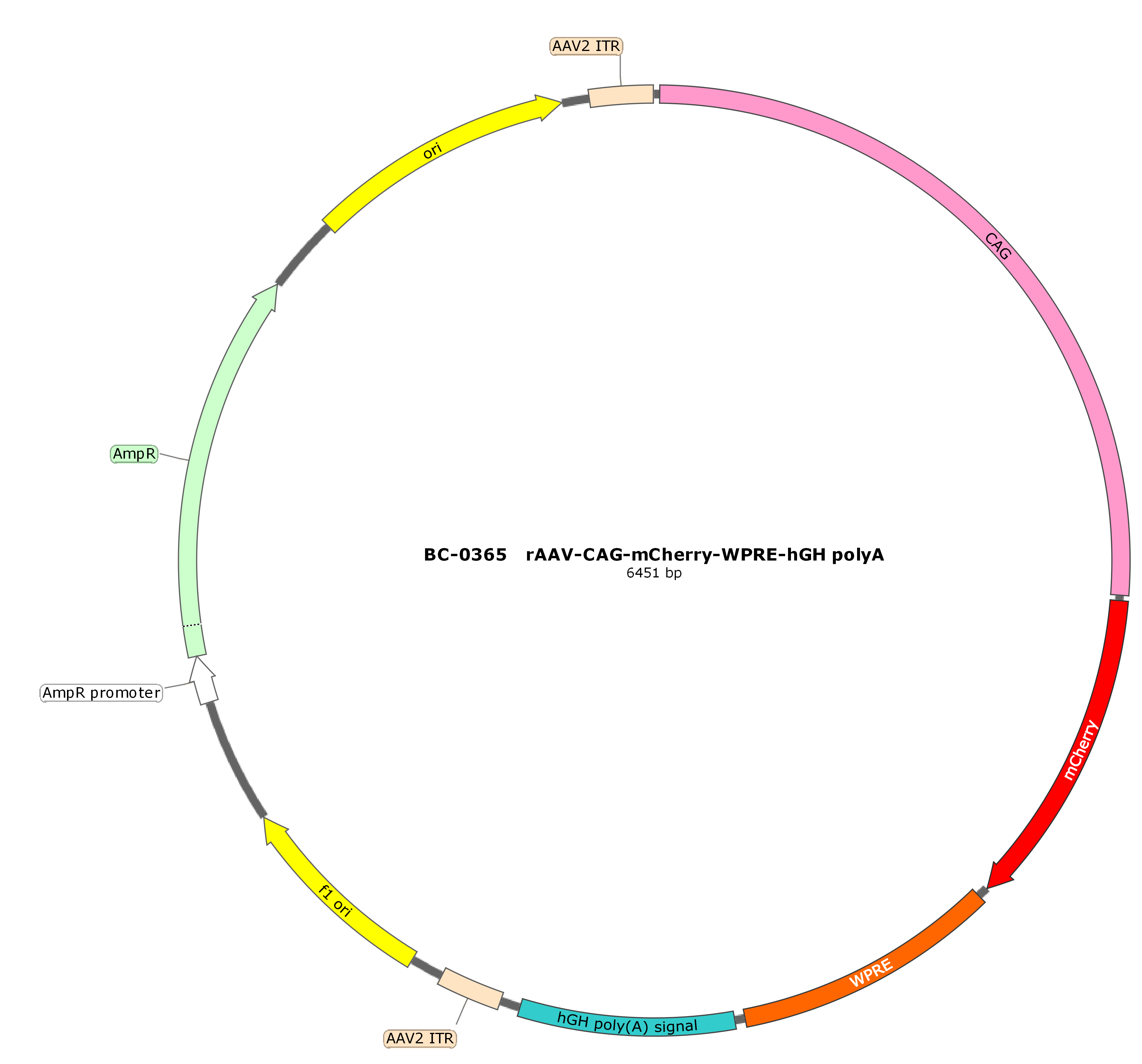 BC-0365 rAAV-CAG-mCherry
