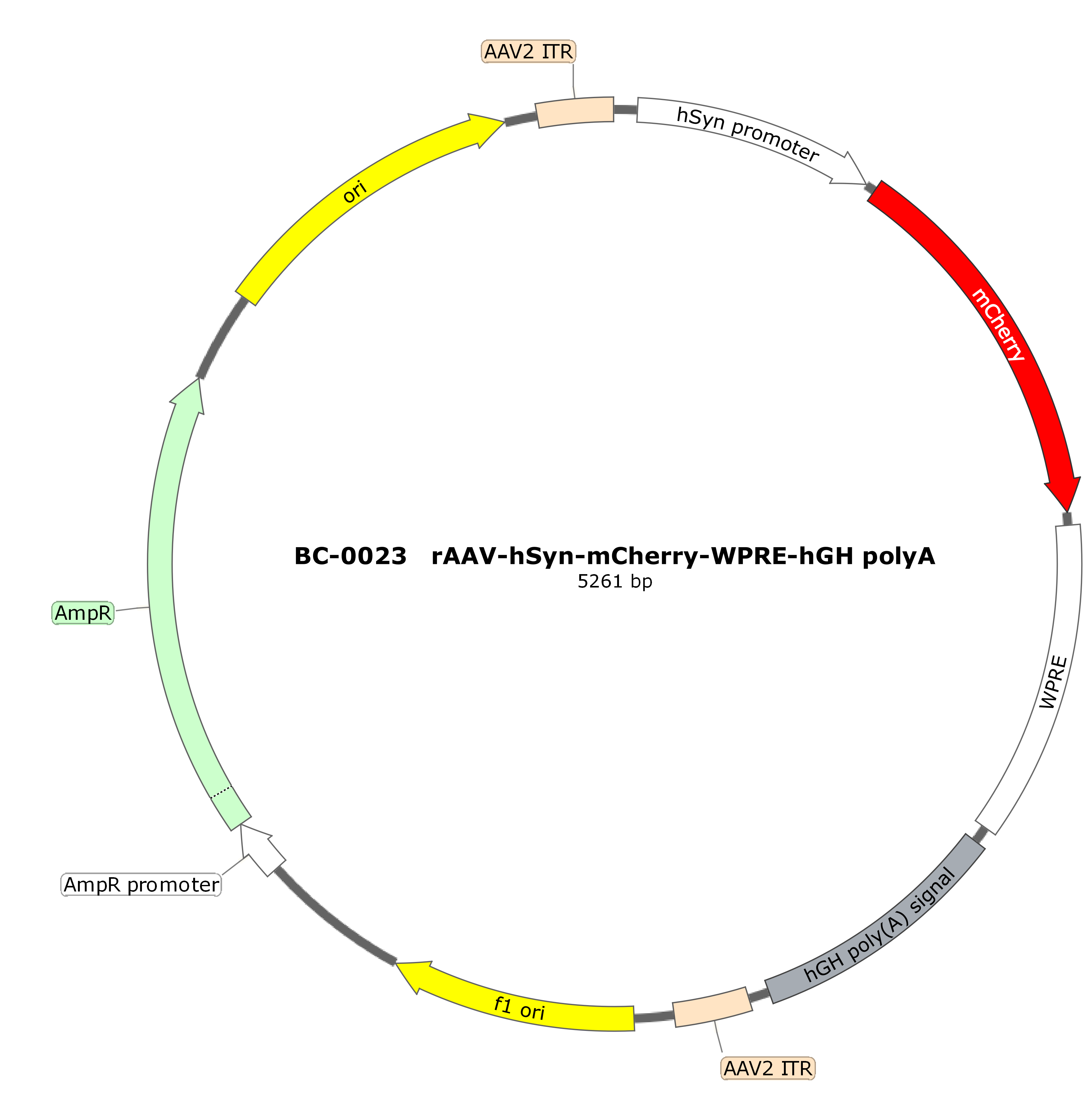 BC-0023 rAAV-hSyn-mCherry
