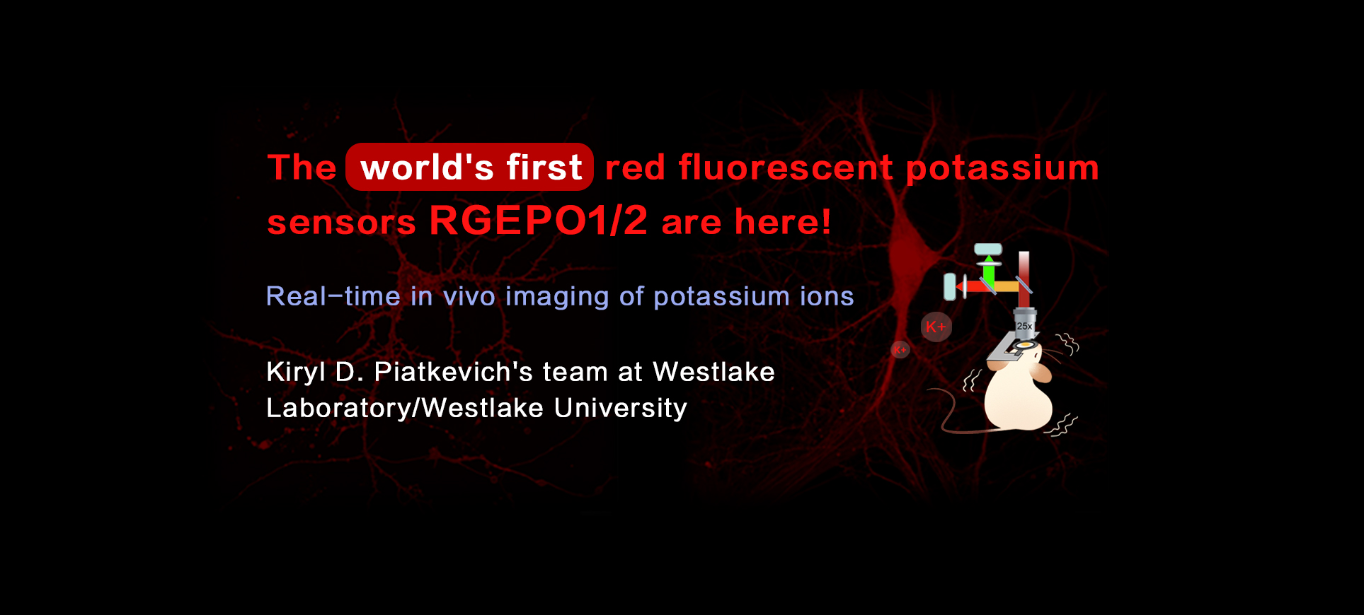 The world’s first red fluorescent potassium sensors, RGEPO1/2, are here! | A new tool for deciphering neurological diseases — with expert commentary from Prof. Yulong Li’s team at Peking University, revealing the technical limitations and future dire