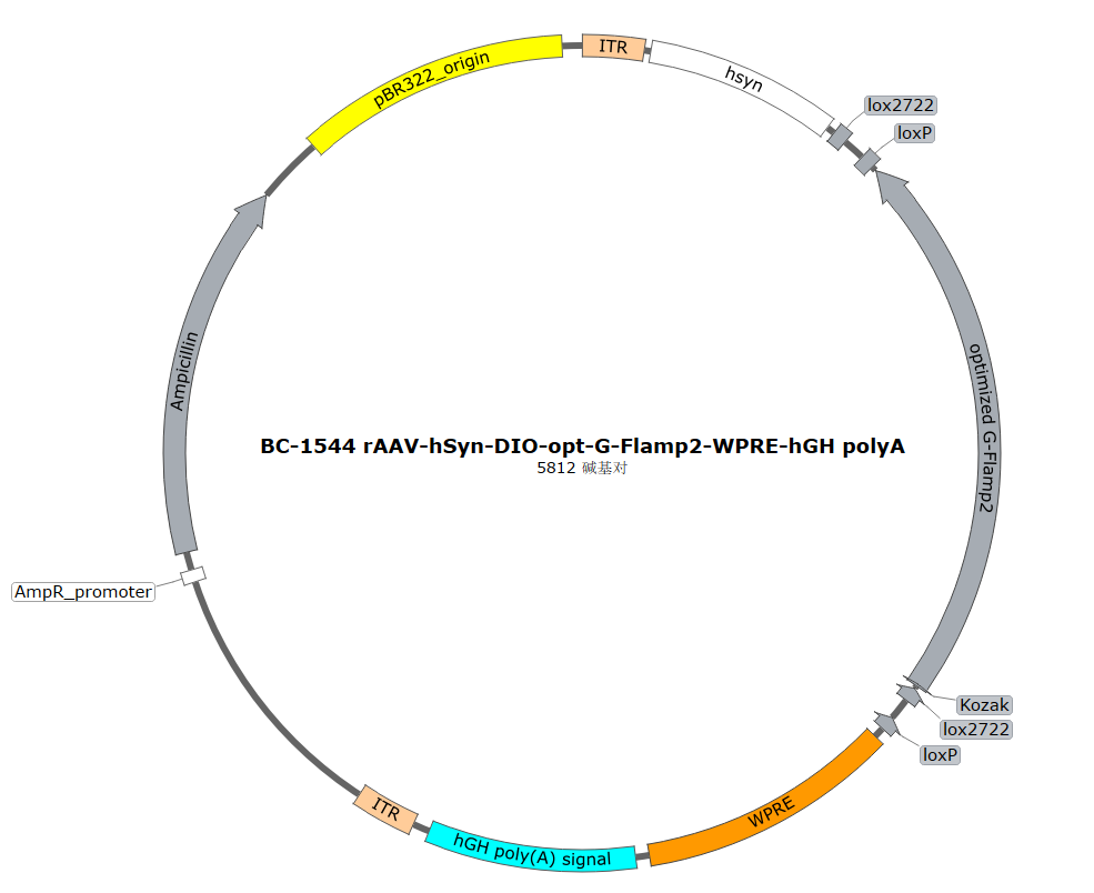 BC-1544 rAAV-hSyn-DIO-opt-G-Flamp2