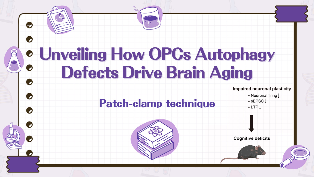 Sci. Adv. | Patch-clamp study reveals a new mechanism of brain aging: how autophagy defects in OPCs “steal” cognitive ability
