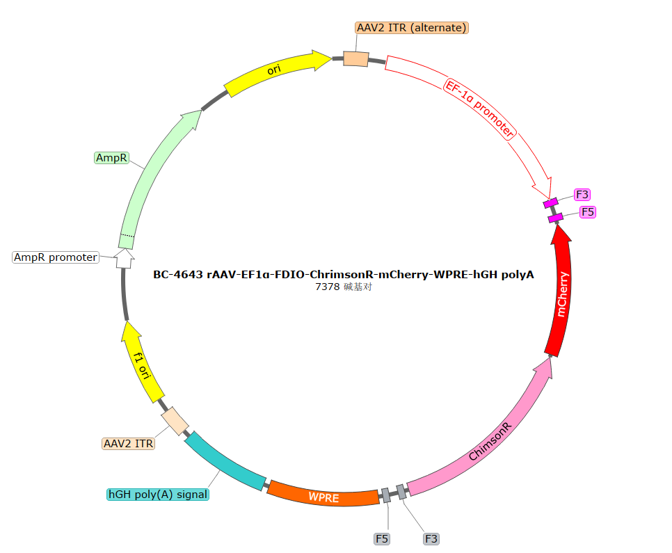 BC-4643 rAAV-EF1α-FDIO-ChrimsonR-mCherry