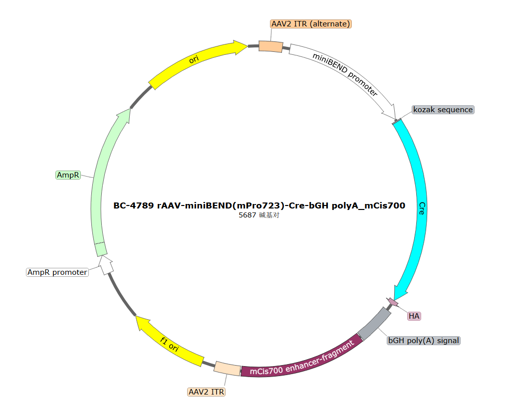 BC-4789  rAAV-miniBEND(mPro723)-Cre-bGHpolyA-mCis700