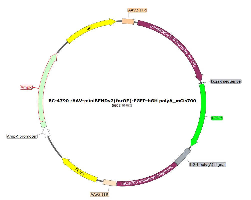 BC-4790  rAAV-miniBENDv2(forOE)-EGFP-bGHpolyA-mCis700