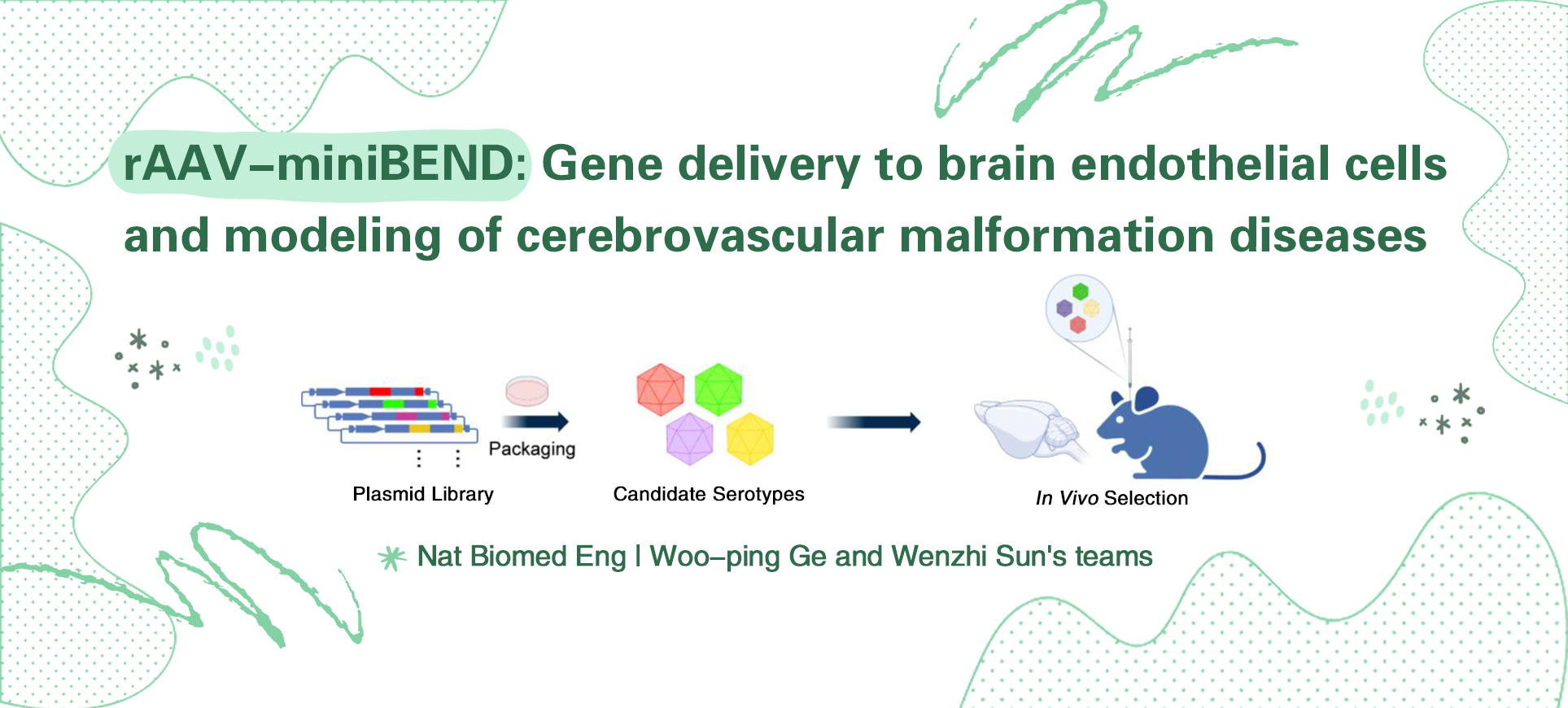 Nat Biomed Eng | Woo-ping Ge and Wenzhi Sun’s teams develop the rAAV-miniBEND system: Breaking through the challenge of brain endothelial cell gene delivery and enabling cerebrovascular malformation modeling!