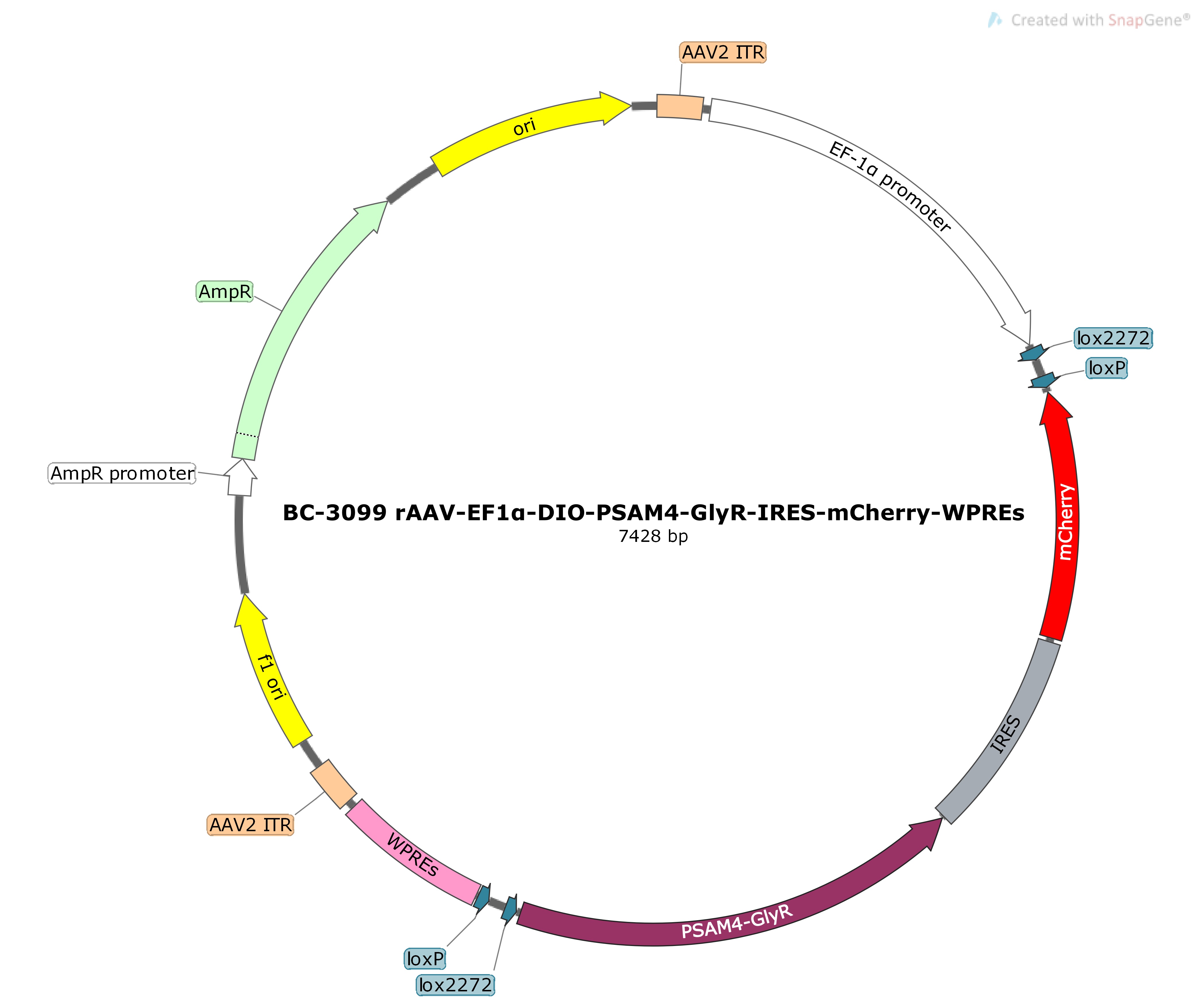 BC-3099 rAAV-EF1α-DIO-PSAM4-GlyR-IRES-mCherry