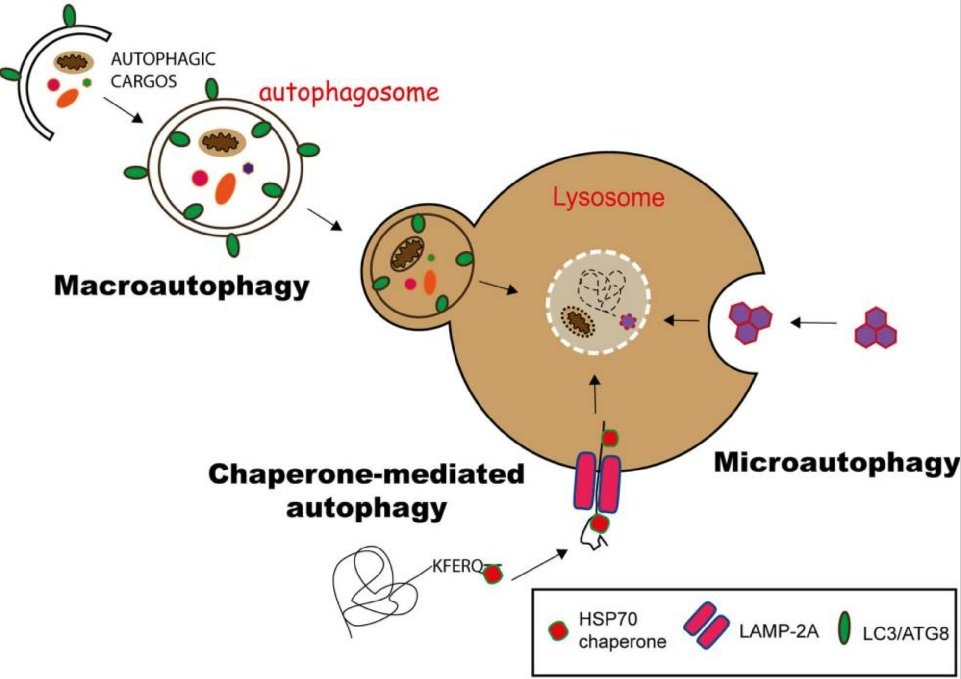 一篇看懂自噬研究的 “病毒利器”，自噬机制 + 病毒工具原理，附文献案例详解！