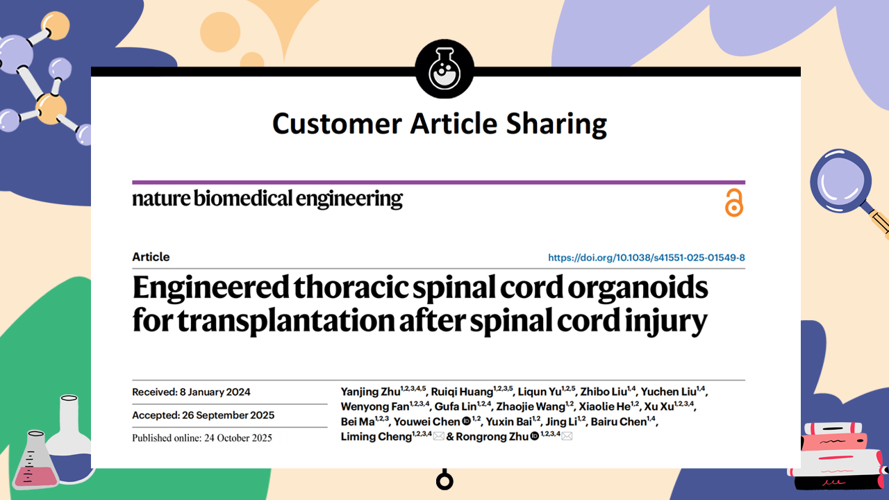 Customer Publication | Nat. Biomed. Eng. | Tongji University Team Led by Rongrong Zhu and Liming Cheng Achieves Spinal Cord Injury Repair and Motor Function Recovery Through Thoracic Spinal Cord Organoid Transplantation