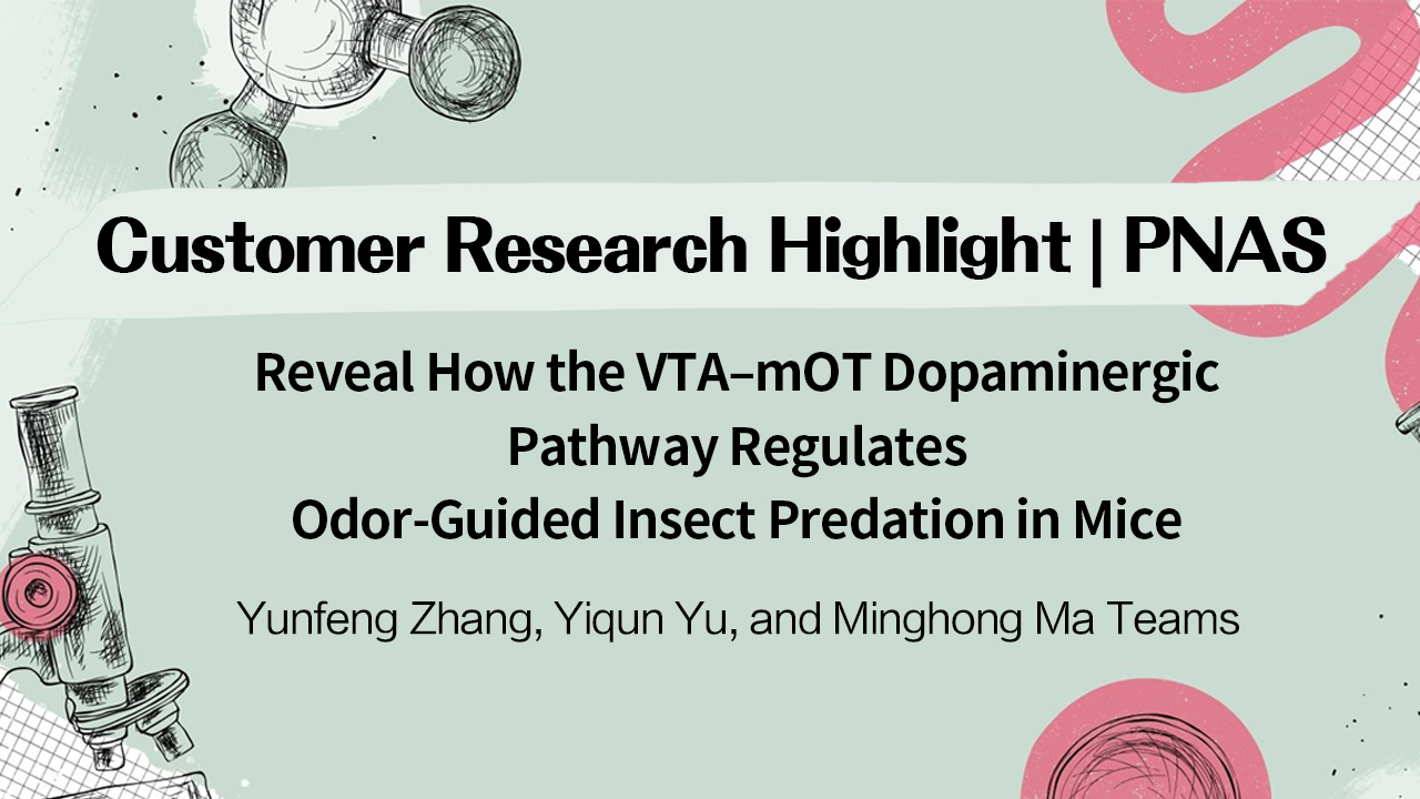 Customer Research Highlight | PNAS | Yunfeng Zhang, Yiqun Yu, and Minghong Ma Teams Reveal How the VTA–mOT Dopaminergic Pathway Regulates Odor-Guided Insect Predation in Mice