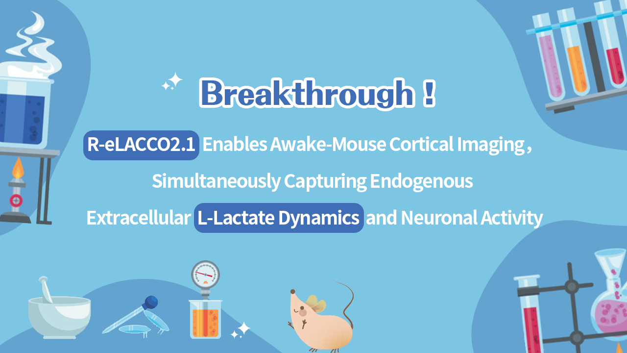 Breakthrough! R-eLACCO2.1 Enables Awake-Mouse Cortical Imaging, Simultaneously Capturing Endogenous Extracellular L-Lactate Dynamics and Neuronal Activity