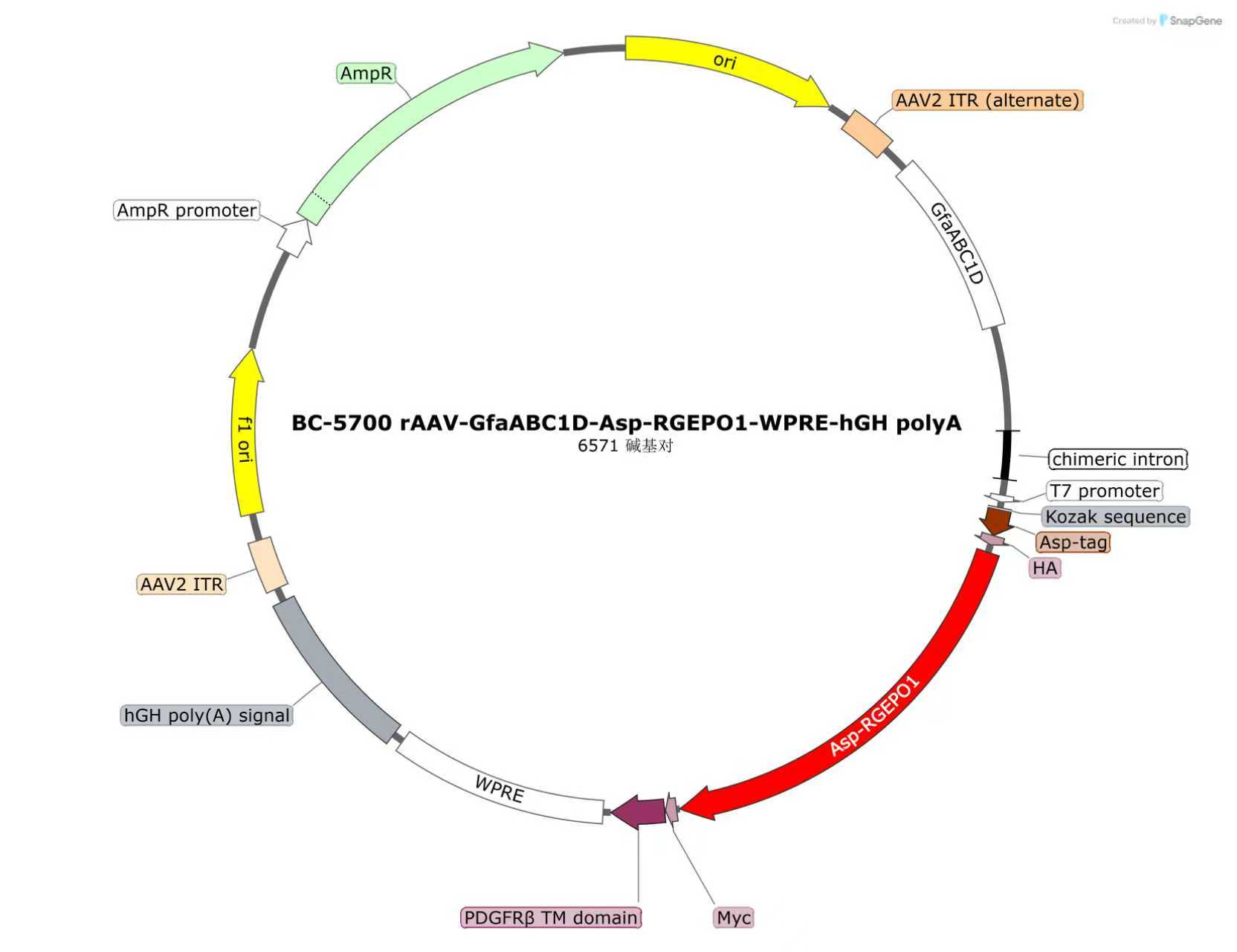 BC-5700 rAAV-GfaABC1D-Asp-RGEPO1
