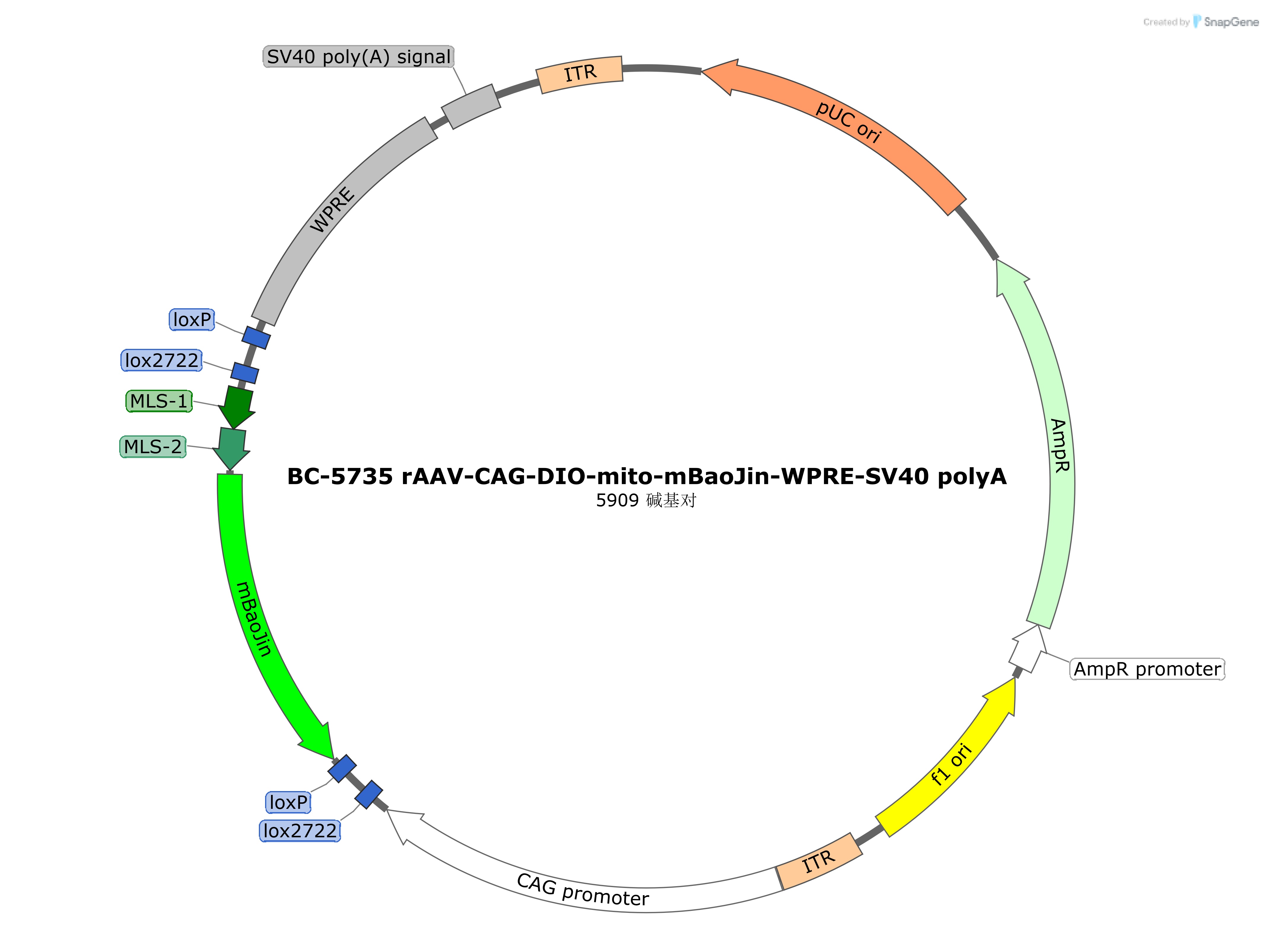 BC-5735 rAAV-CAG-DIO-mito-mBaoJin