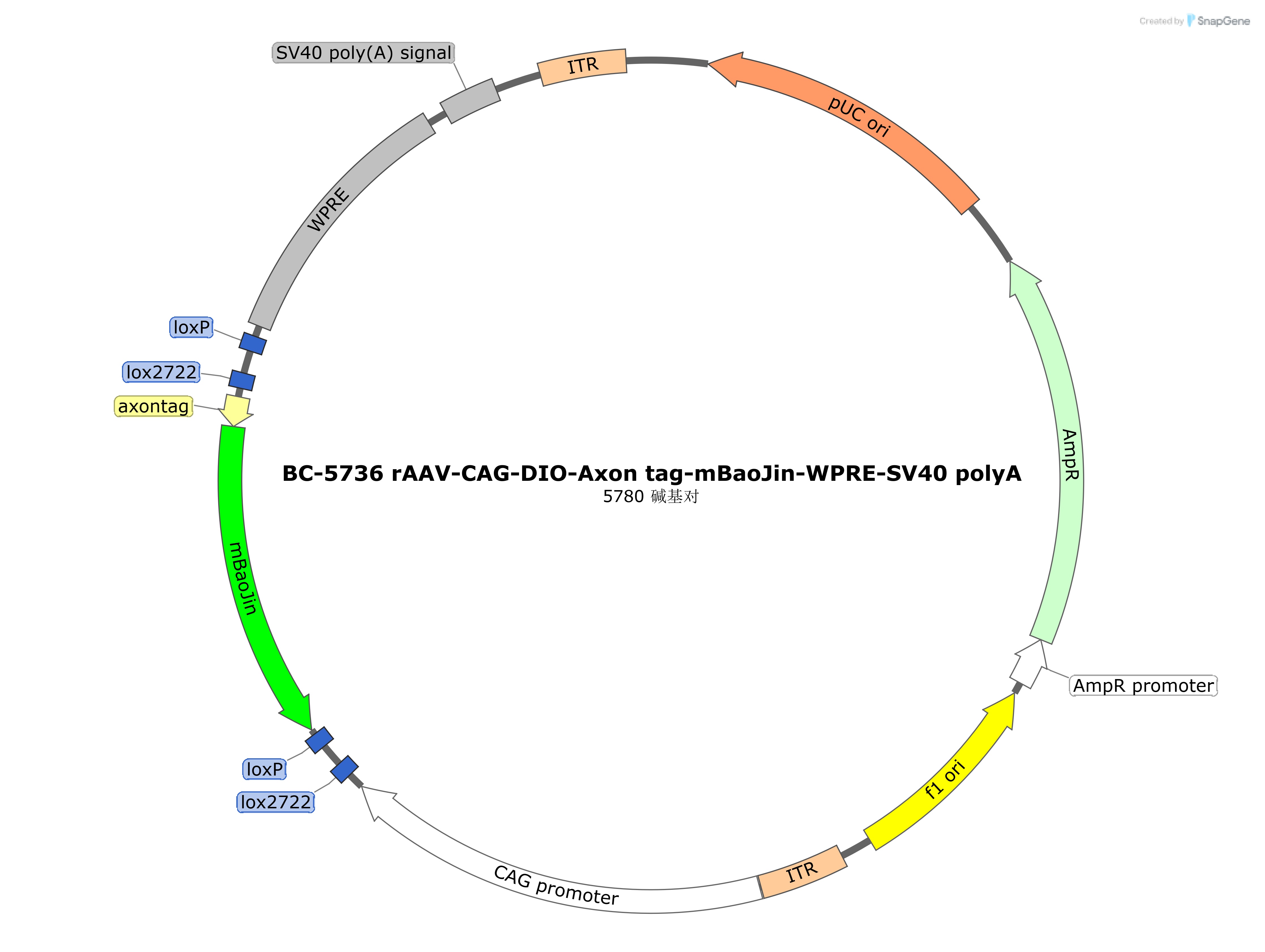 BC-5736 rAAV-CAG-DIO-Axon tag-mBaoJin