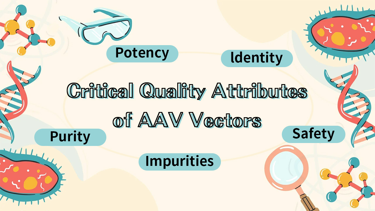In-Depth Analysis of Critical Quality Attributes (CQAs) for AAV