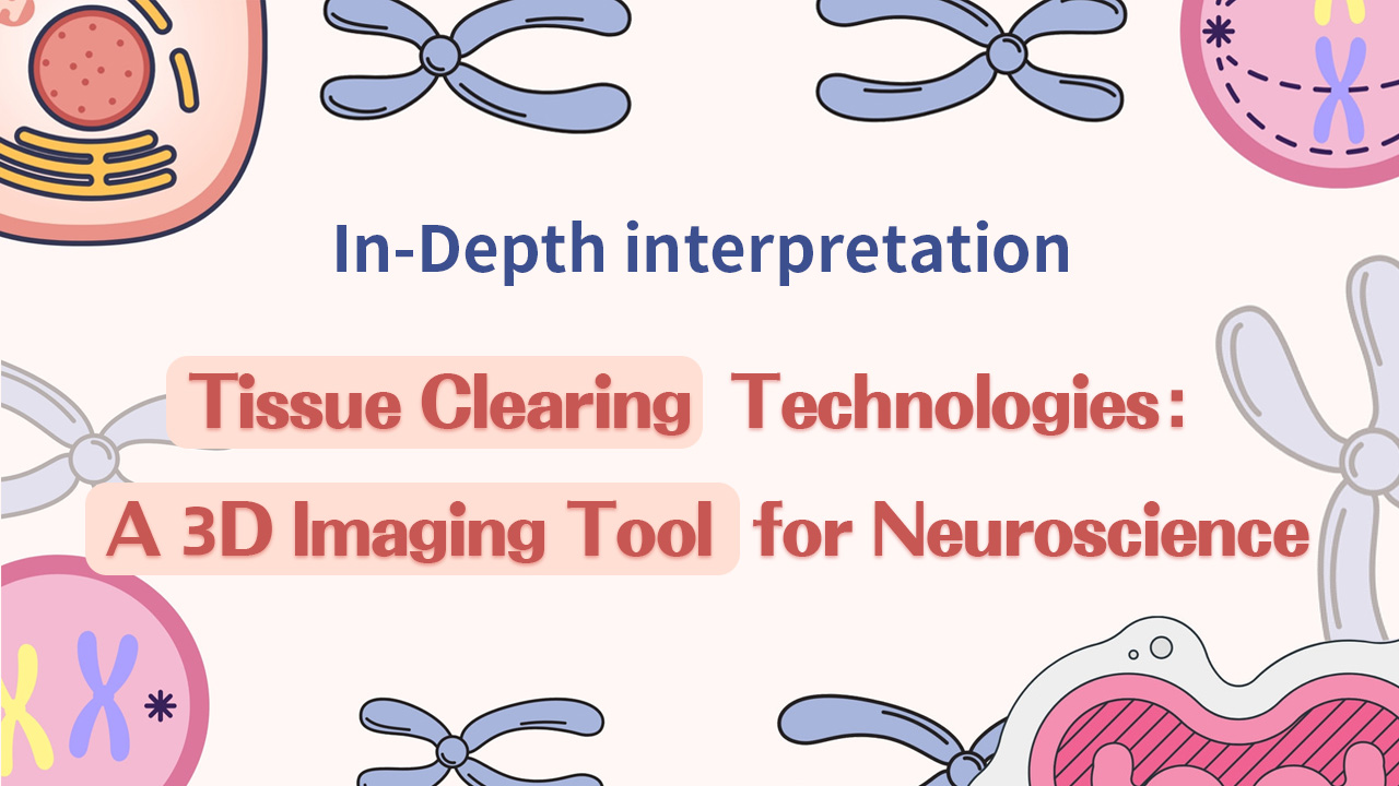In-Depth Interpretation | Tissue Clearing Technologies: A 3D Imaging Tool for Neuroscience