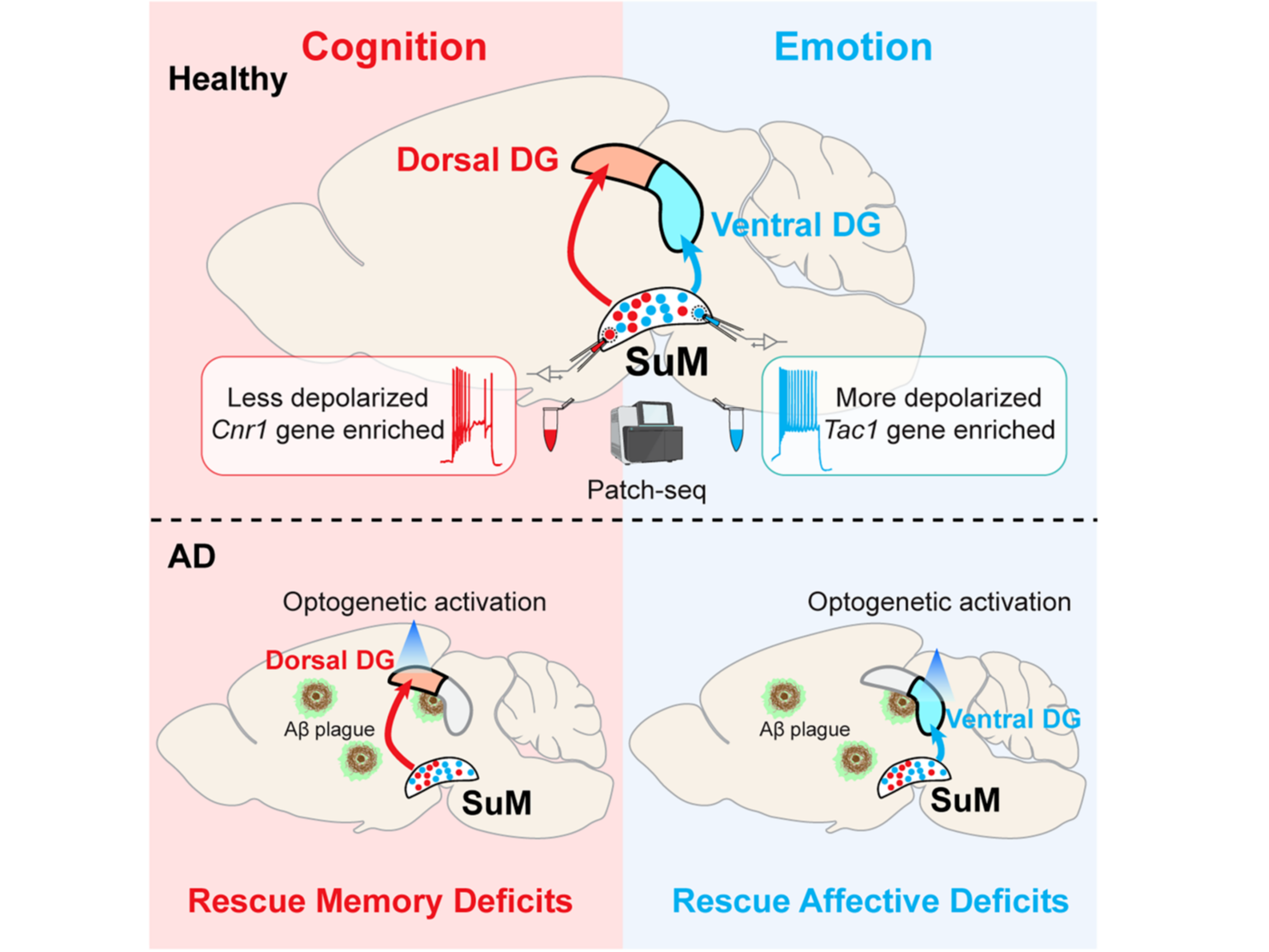 客户文章︱Neuron︱美国UNC宋娟团队合作发现AD认知与情感缺陷“分治”新靶点