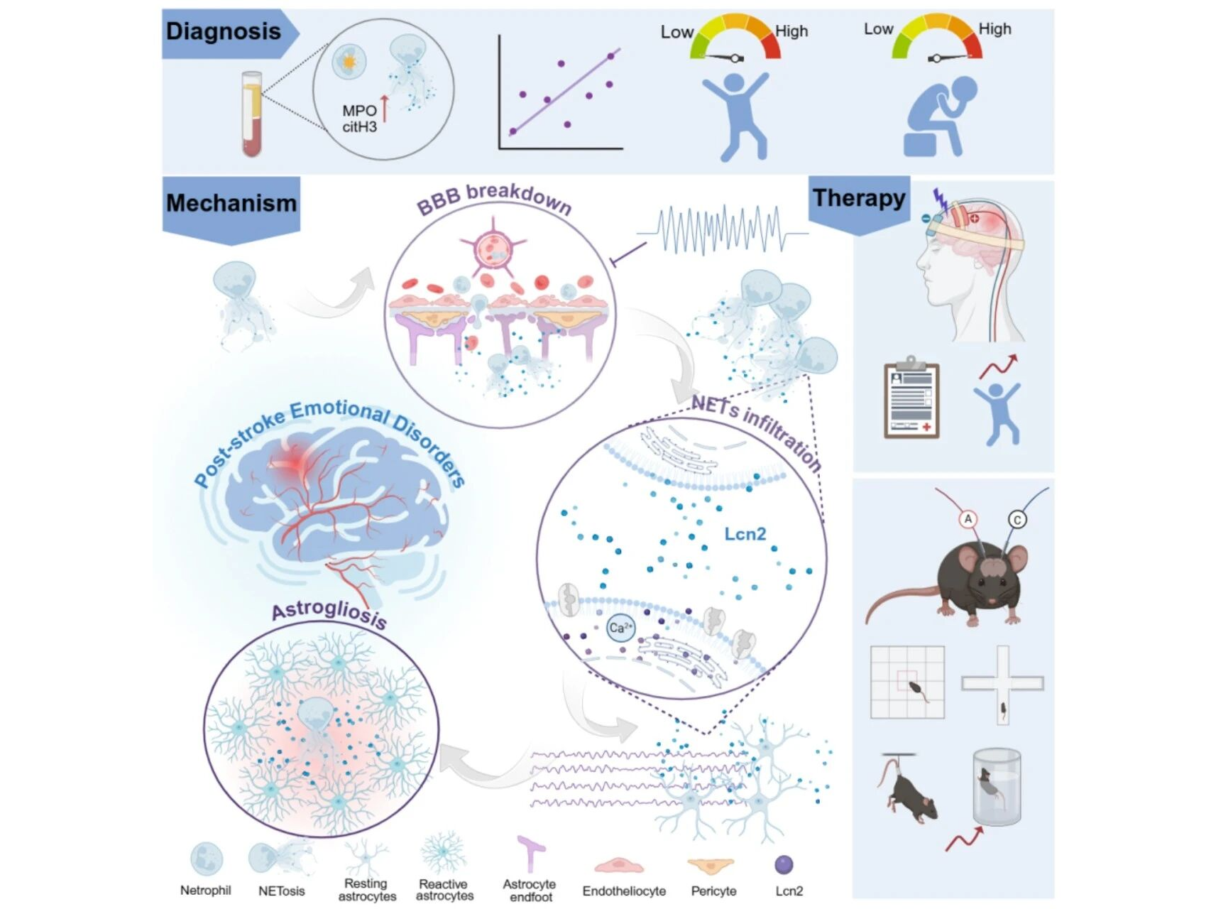 Neuron︱上海交通大学高郑润/吴逸雯/徐天乐团队合作揭示脑卒中后情绪障碍的机制，为脑卒中和情绪障碍治疗开辟新路径