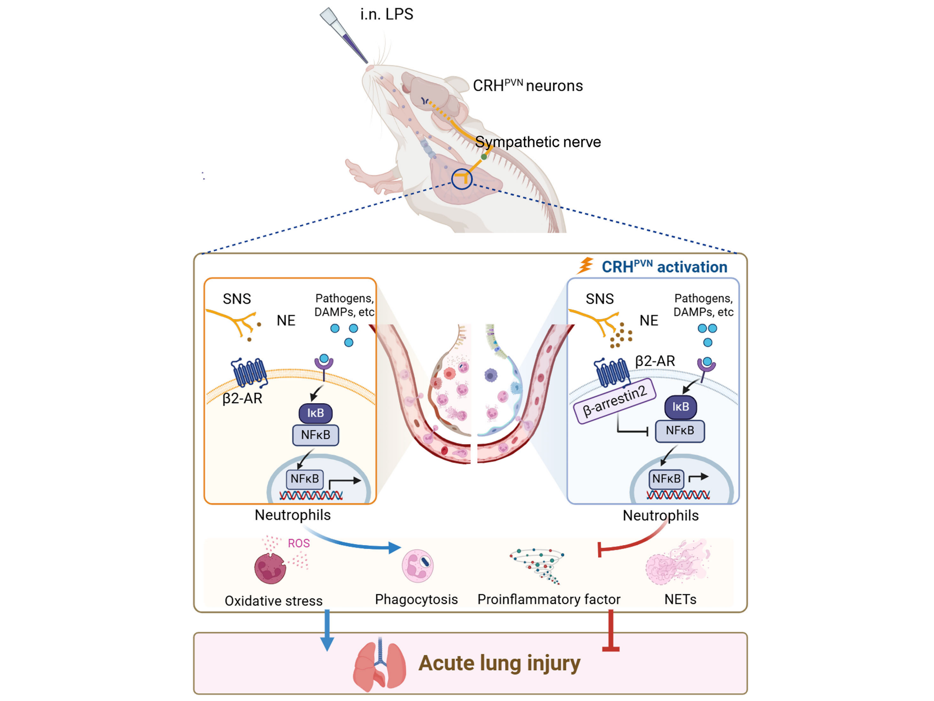 客户文章 | Nat. Commun | 湘雅二医院戴茹萍/李卉团队揭示下丘脑室旁核CRH神经元调控急性肺损伤的通路机制