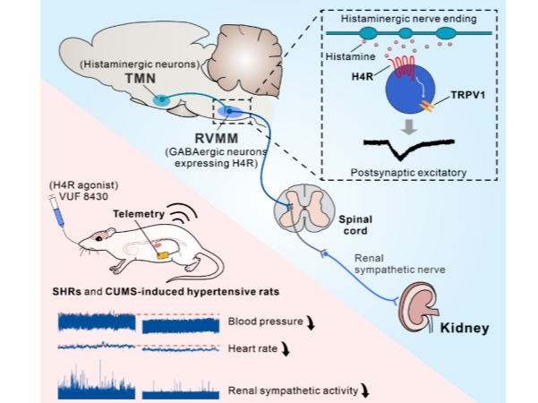 客户文章︱Adv. Sci.︱南京大学朱景宁团队揭示延髓H4R介导降压新机制，或成高血压干预新靶标