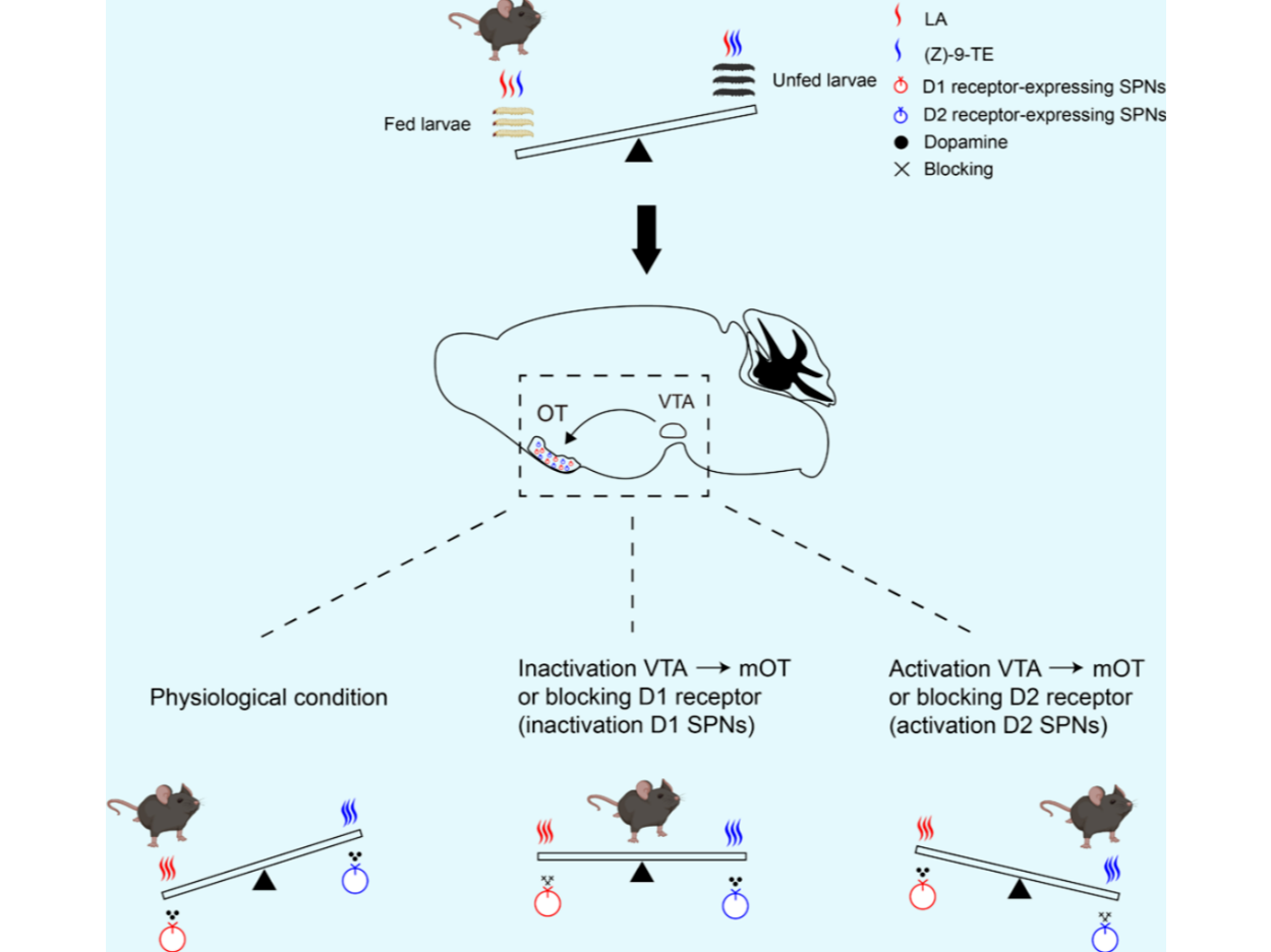 客户文章 | PNAS︱张云峰/余逸群/马明红团队揭示VTA-mOT多巴胺能通路调控小鼠嗅觉引导昆虫捕食行为