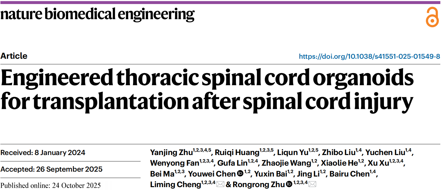 客户文章丨Nat. Biomed. Eng.丨同济大学朱融融/程黎明团队通过胸段脊髓类器官移植实现脊髓损伤修复和运动能力恢复