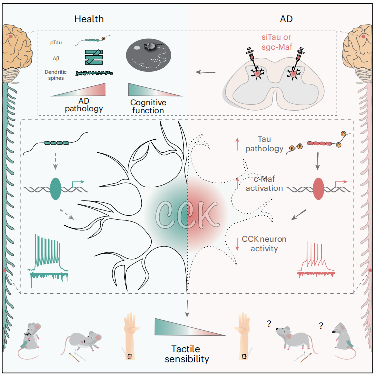 客户文章丨Nat. Neurosci.丨华科大朱铃强/刘丹/鲁友明团队揭示脊髓病理是AD患者触觉缺陷与认知下降的关键诱因