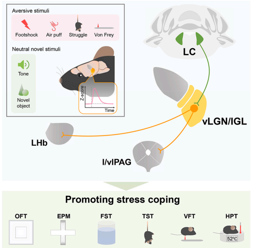 客户文章丨Neuron丨暨南大学任超然团队揭示LC-vLGN/IGL通路整合多感官介导应激应对新机制
