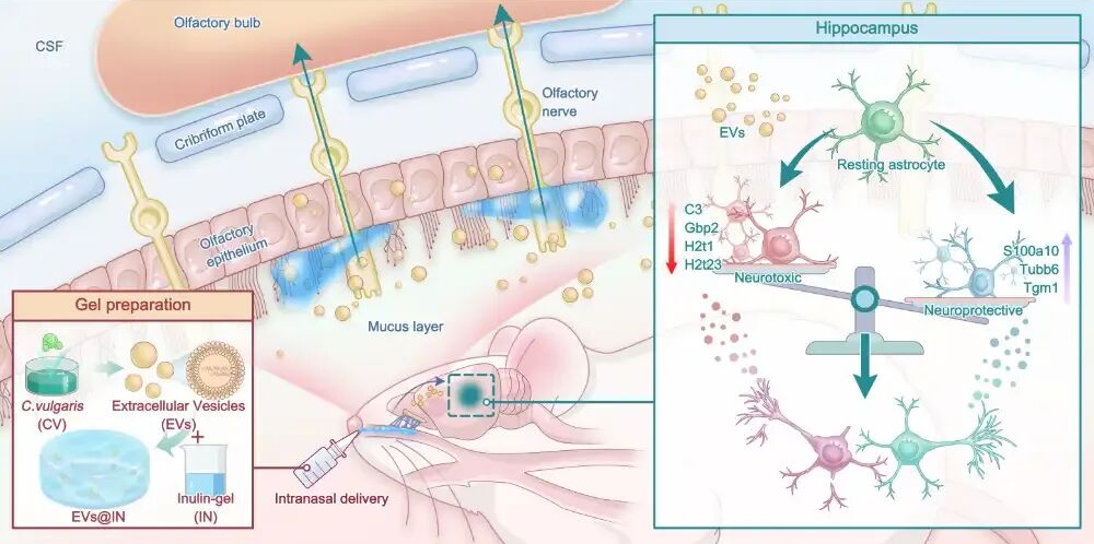 客户文章|JEV| 浙江大学周民/路静团队揭示给大脑“点鼻剂”：小球藻外泌体实现精准抗抑郁