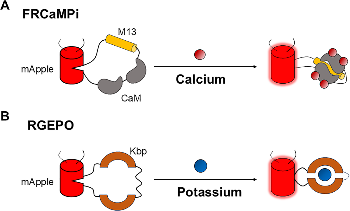 全球首个红色荧光钾探针RGEPO1/2来了！解析神经疾病新工具，北大李毓龙团队专业点评揭秘技术局限与未来方向