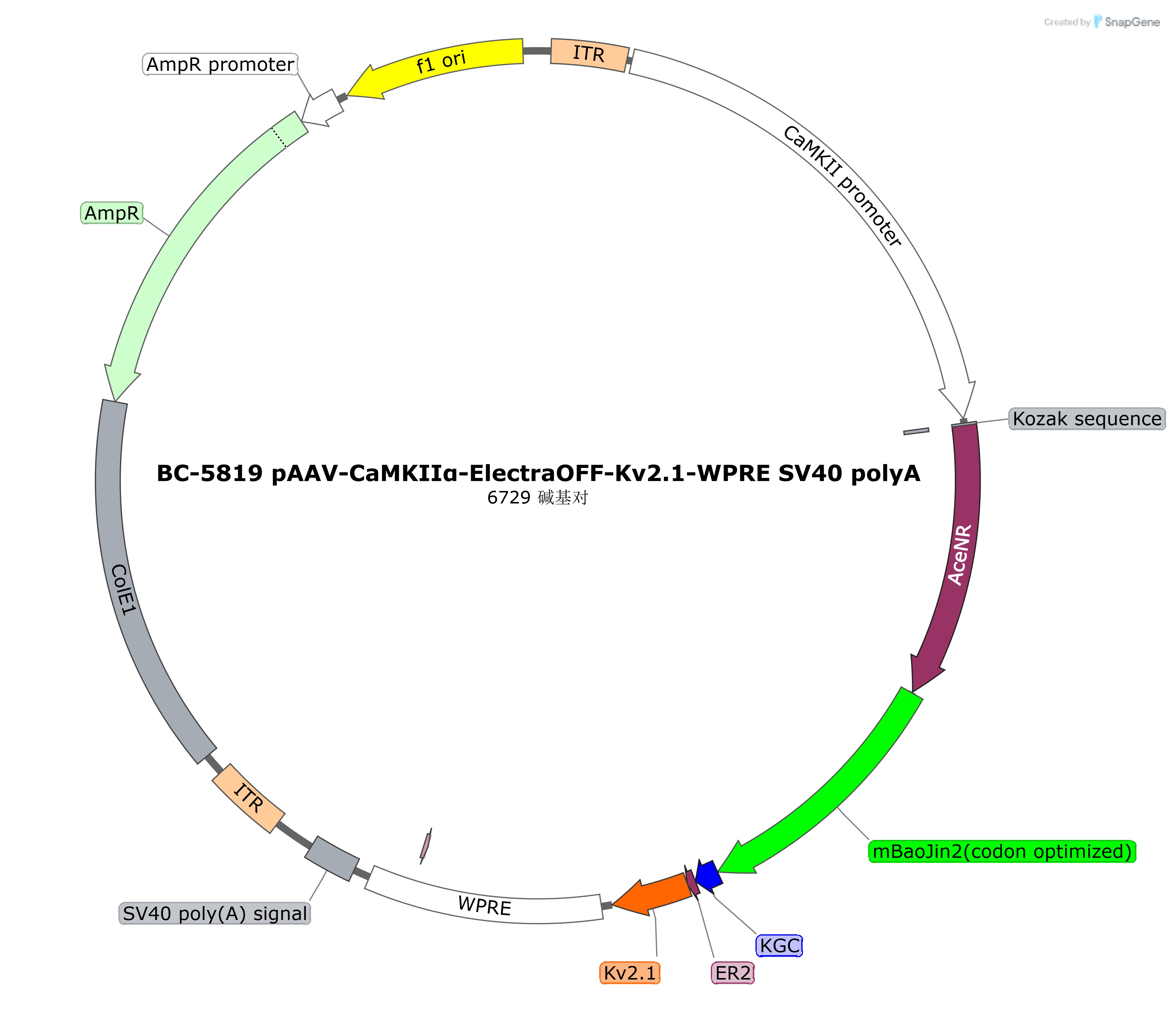 BC-5819 rAAV-CaMKIIα-ElectraOFF-Kv2.1