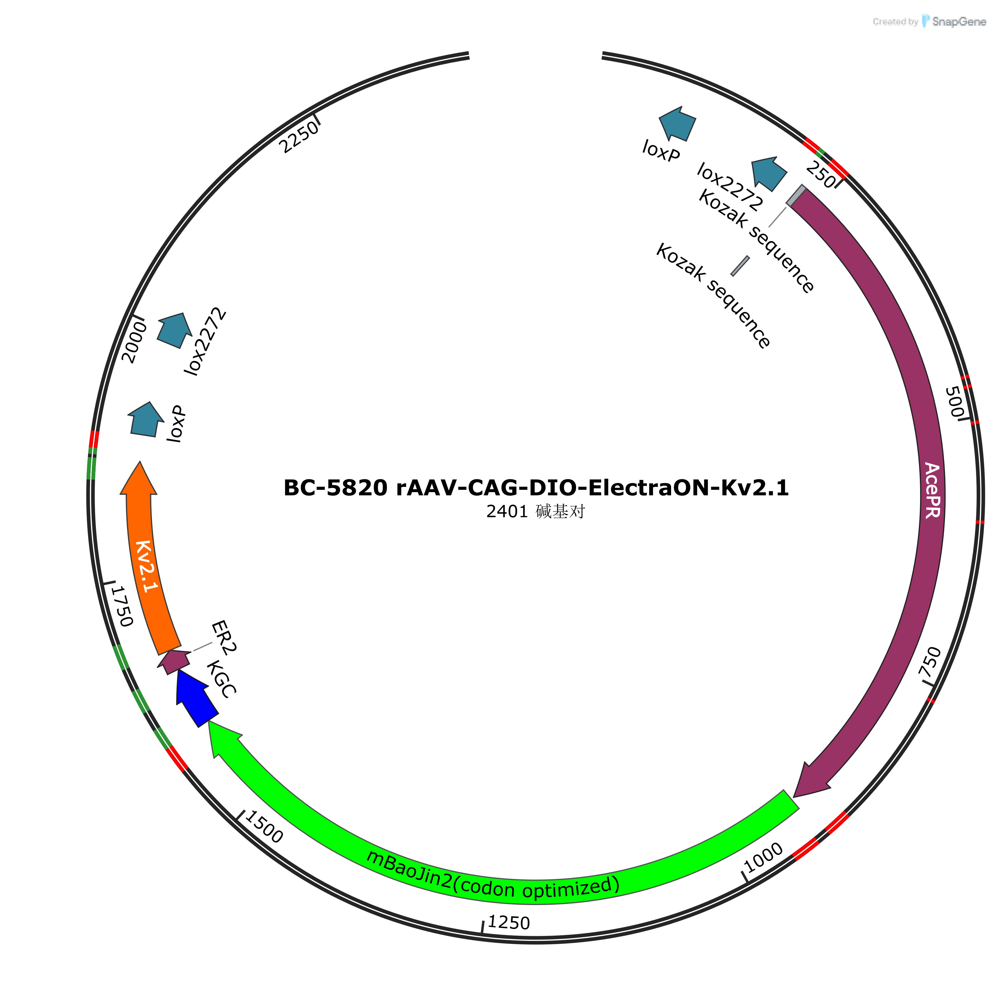 BC-5820 rAAV-CAG-DIO-ElectraON-Kv2.1