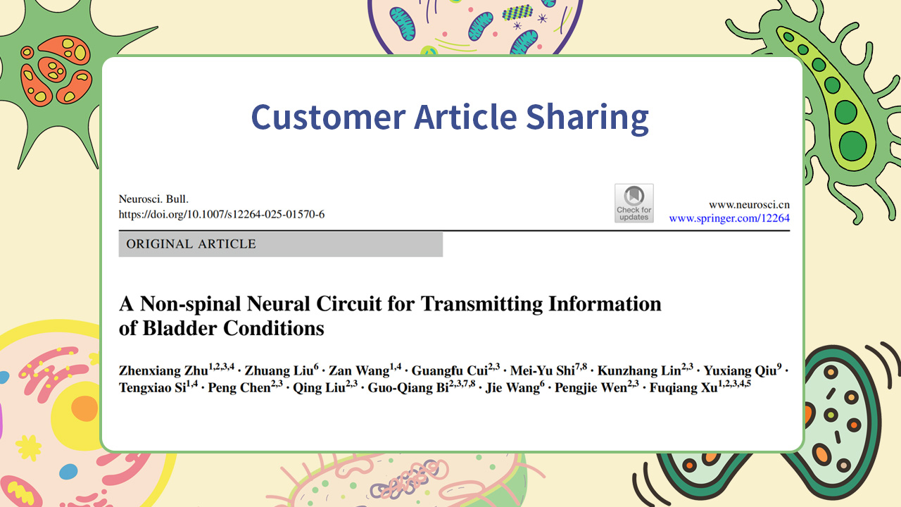 Literature Insight | Neuroscience Bulletin | Fuqiang Xu, Pengjie Wen, and Jie Wang Reveal a Non-spinal Bladder–Brain Vagal Neural Pathway