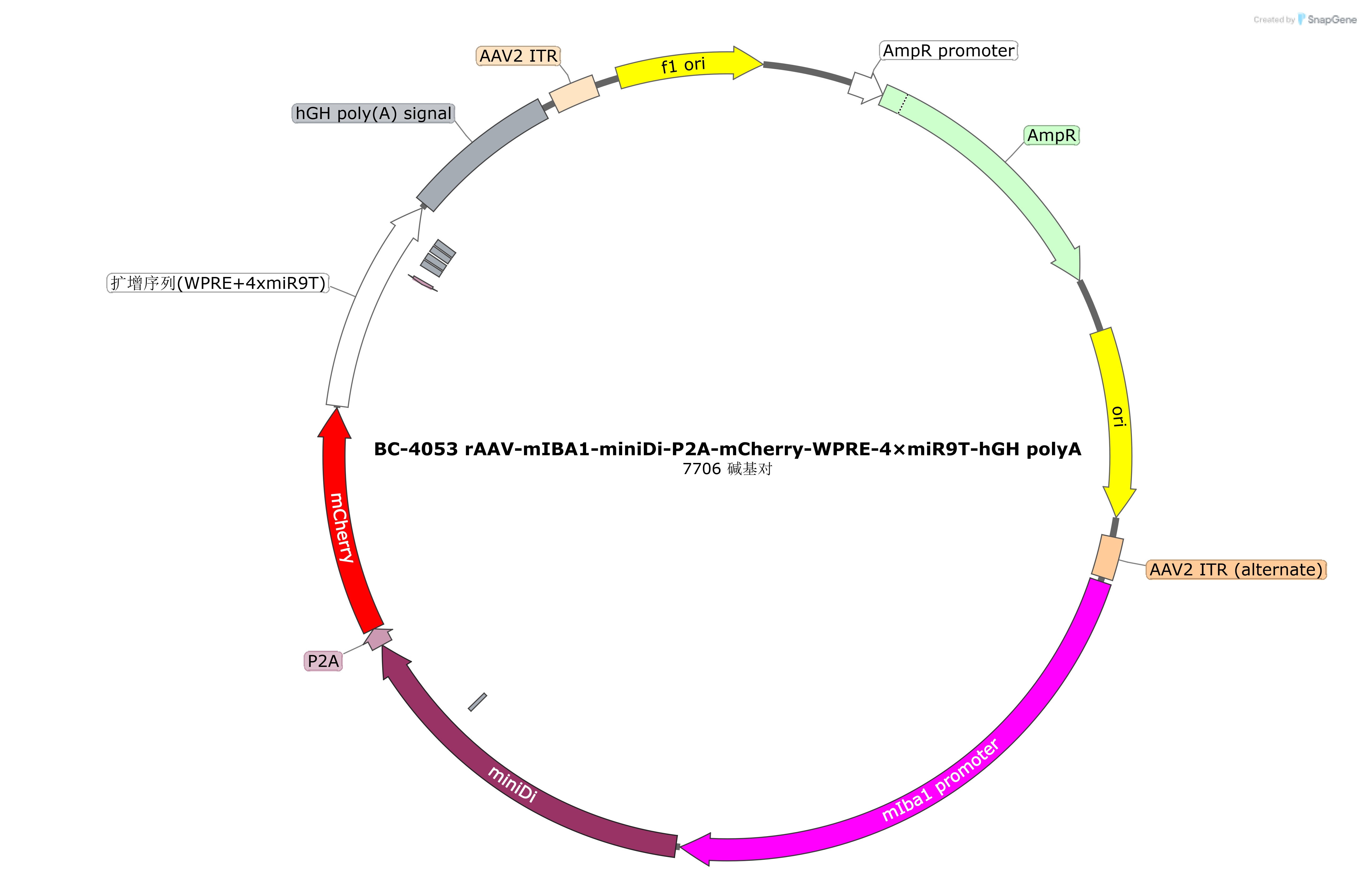 BC-4053 rAAV-mIBA1-miniDi-P2A-mCherry-WPRE-4×miR9T