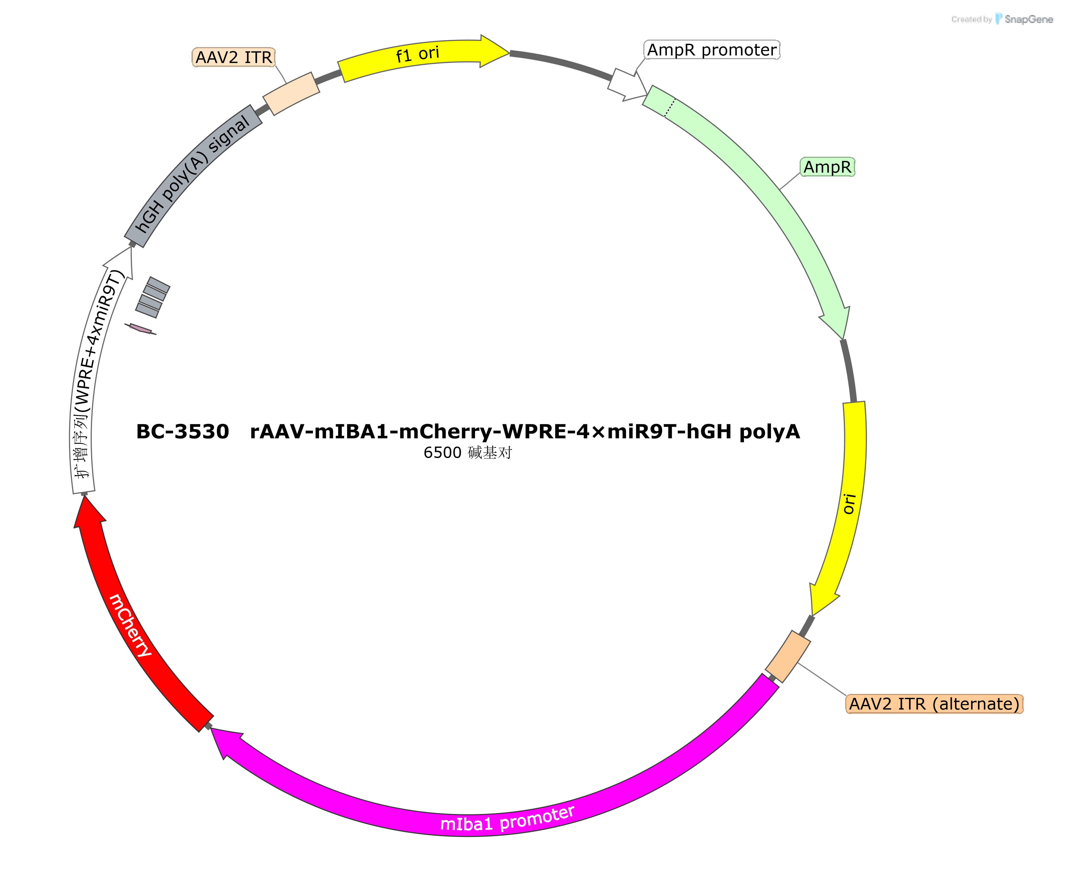 BC-3530 rAAV-mIBA1-mCherry-WPRE-4×miR9T