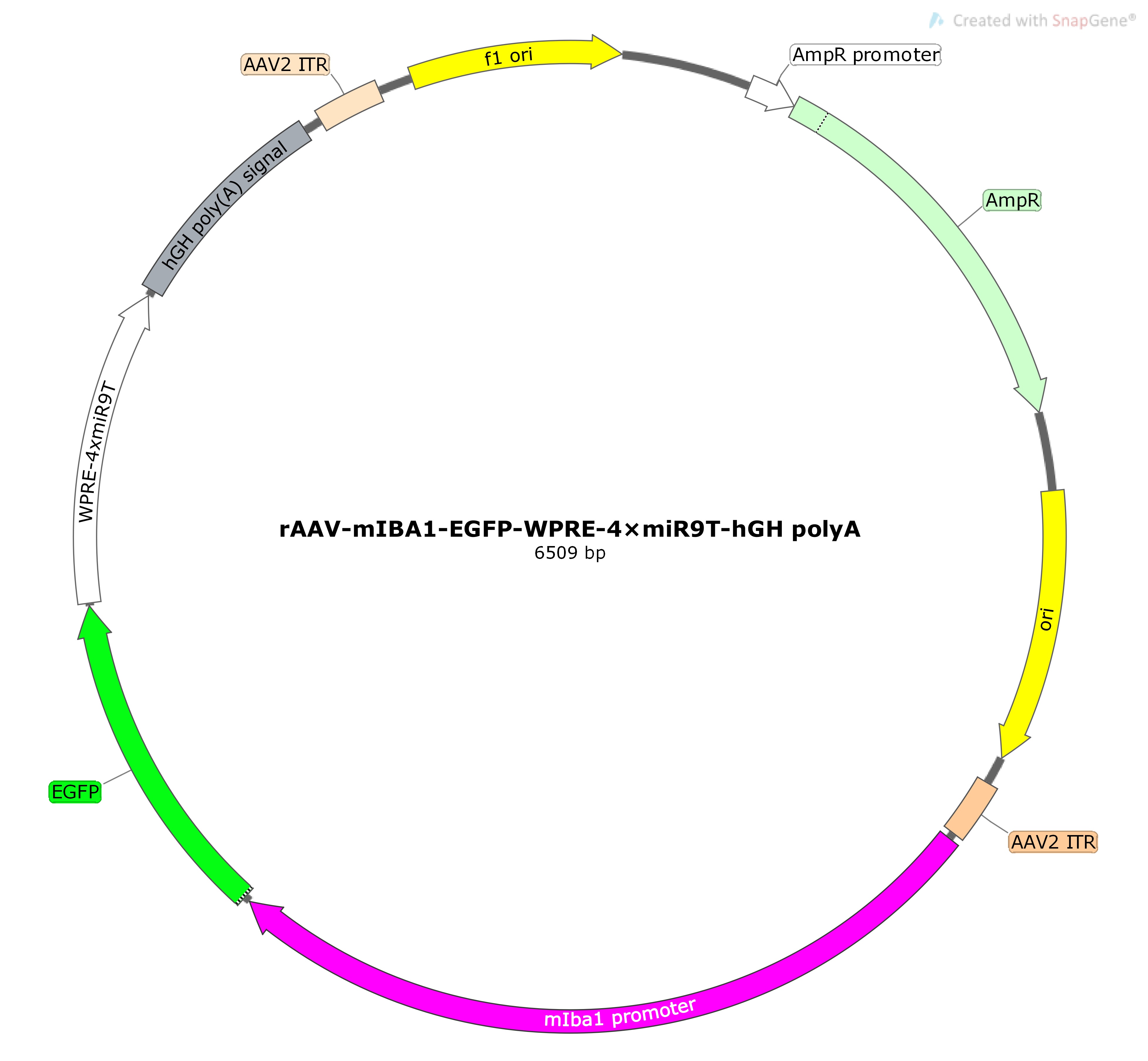 BC-ZA0182 rAAV-mIBA1-EGFP-WPRE-4×miR9T 