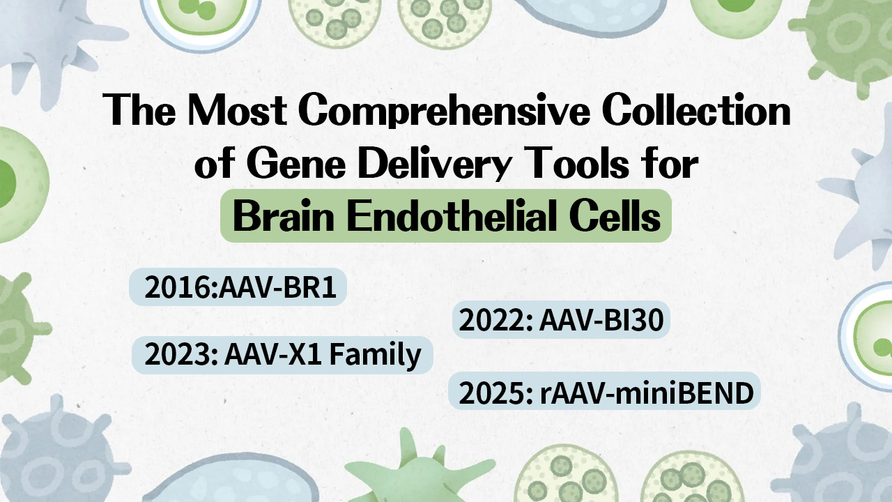 The Most Comprehensive Collection of Gene Delivery Tools for Brain Endothelial Cells