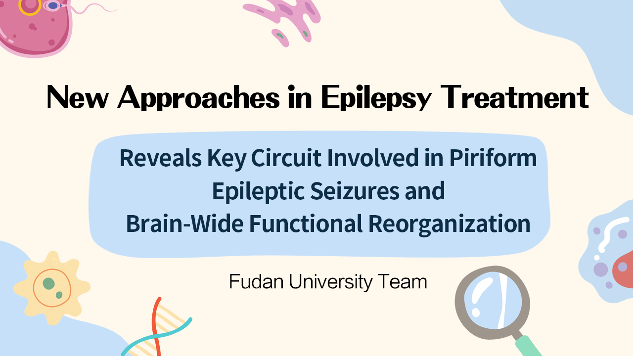 New Approaches in Epilepsy Treatment: Fudan University Team Reveals Key Circuit Involved in Piriform Epileptic Seizures and Brain-Wide Functional Reorganization
