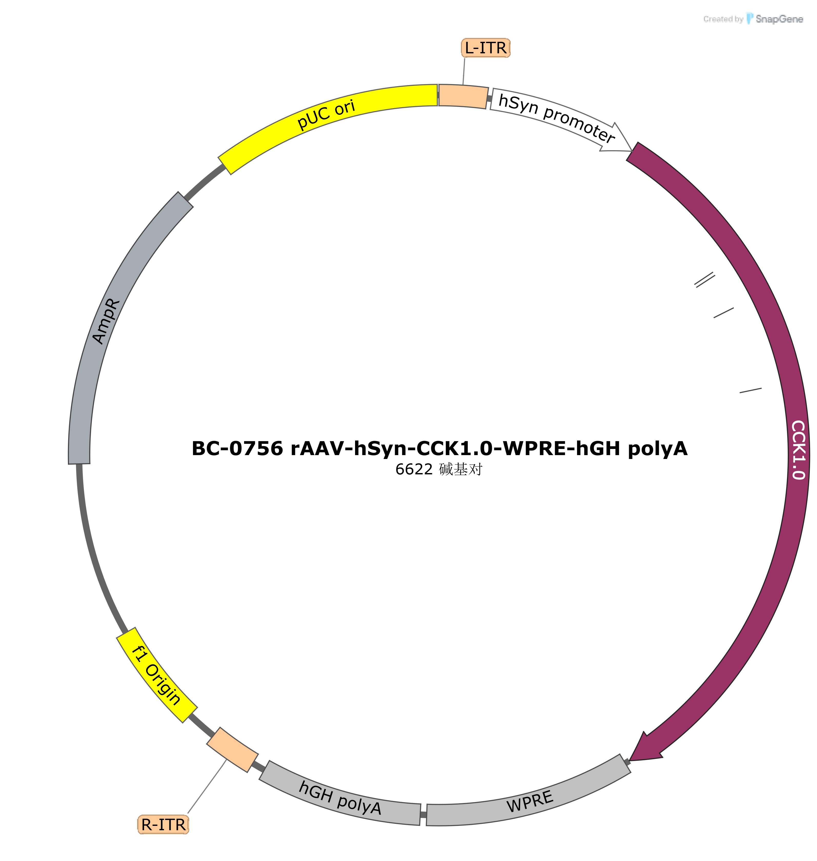 BC-0756 rAAV-hSyn-CCK1.0-WPRE-hGH polyA