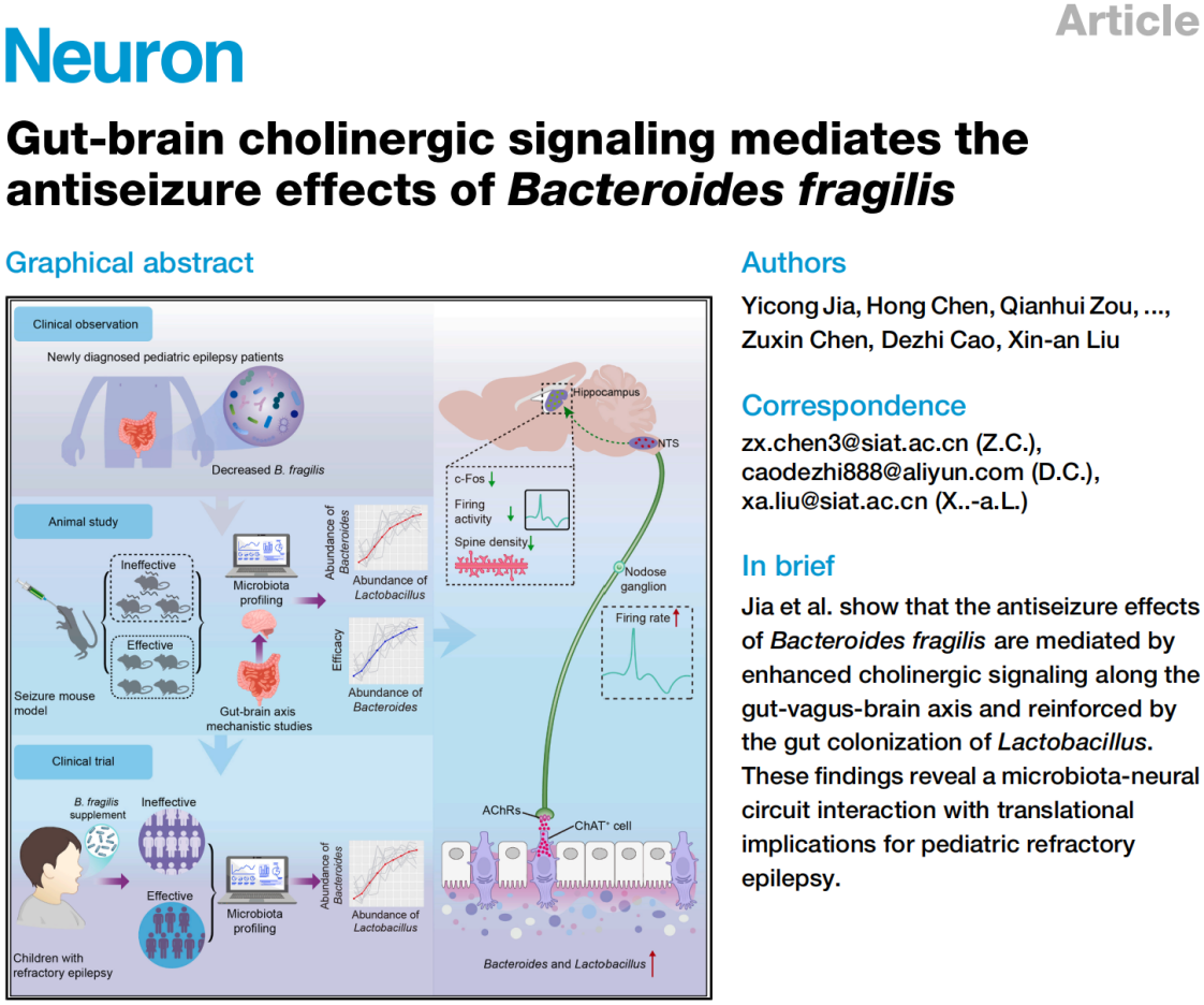 Client Article | Neuron | Xinan Liu/ Zuxin Chen Team from Shenzhen Institute of Advanced Technology Reveals "Gut-Brain" Pathway Mediating the Antiepileptic Effects of Probiotics