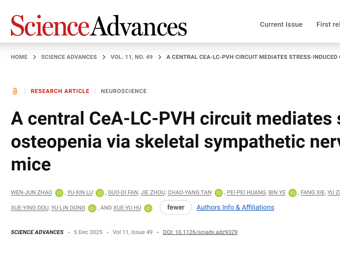 客户文章丨Sci. Adv.丨压力让骨头 “变脆”？空军军医大学胡学昱/董玉琳揭秘中枢神经环路的调控密码